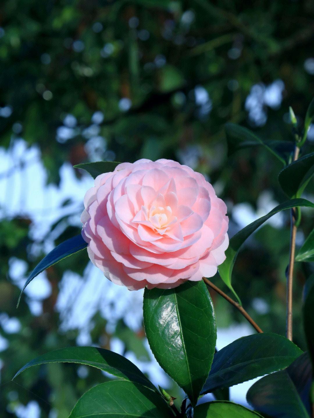 百里放肆 的想法: 《山茶花》— 唐代·贯休 | 风裁日染开仙囿,百花色