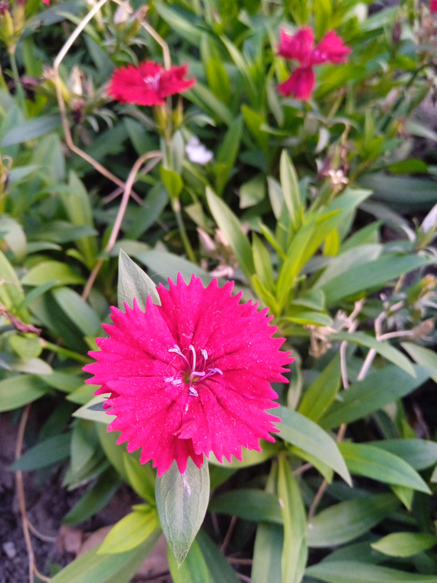 emma 的想法: 纯色的石竹 | 一般情况下我更偏好有花纹的石竹,觉得