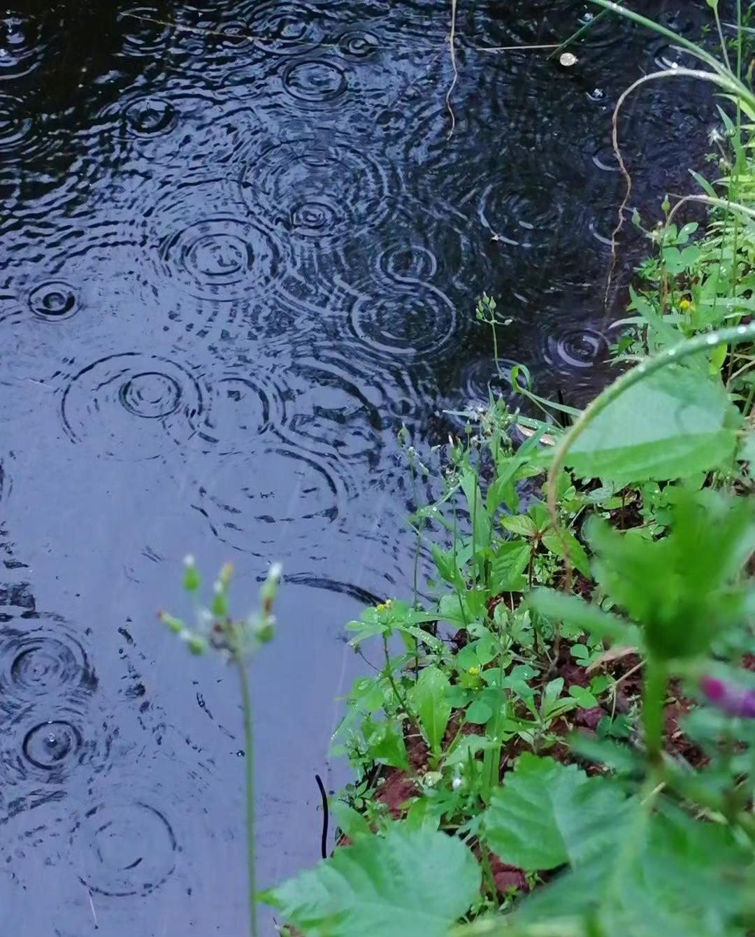 前天还穿短袖觉得热,今天已经阴雨连绵了,天气