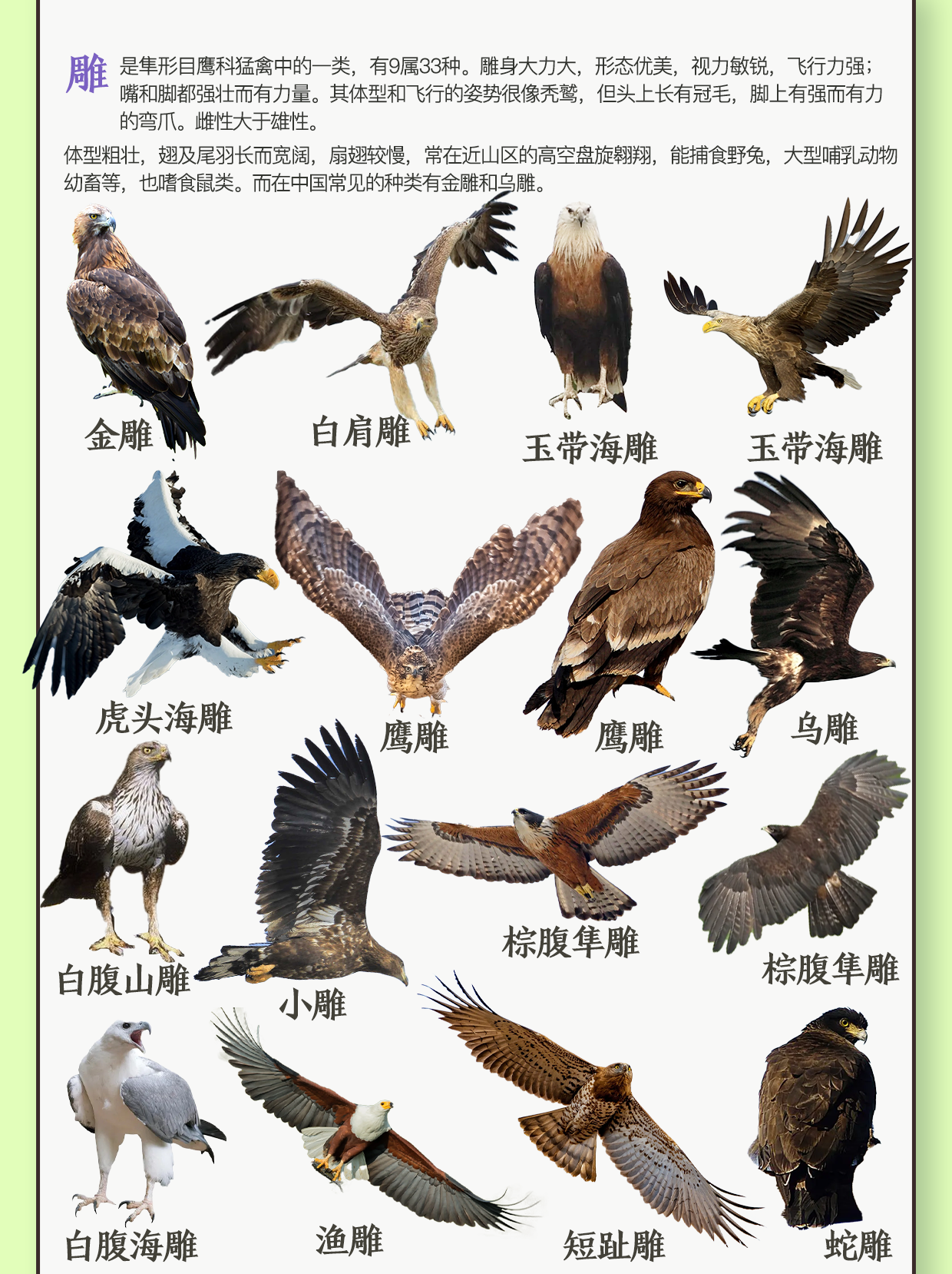 周末的雨 的想法: 鹰雕隼图鉴