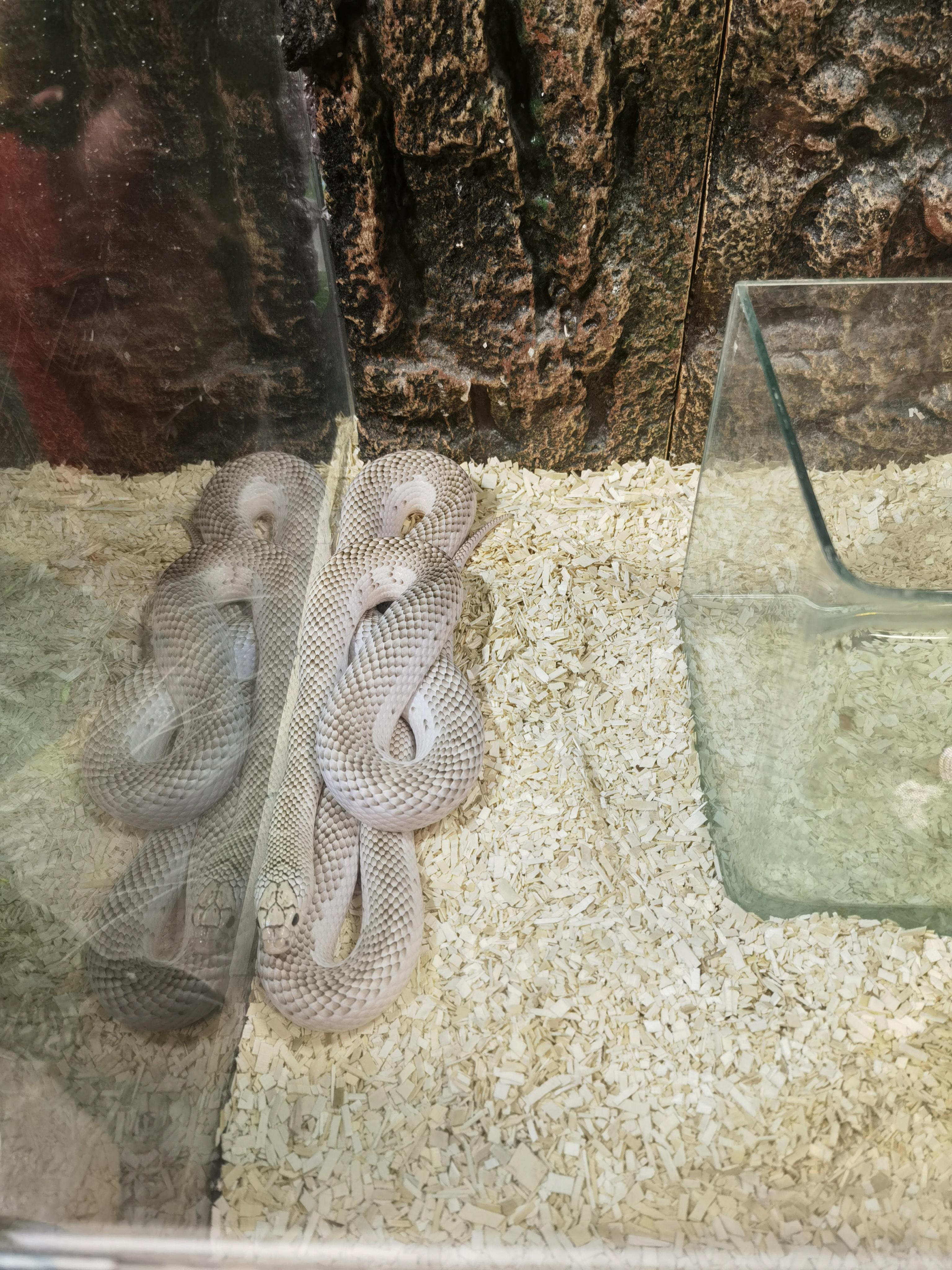 无名 的想法: 但凡是吃蛇的蛇,它们都称为"蛇王" - 知乎