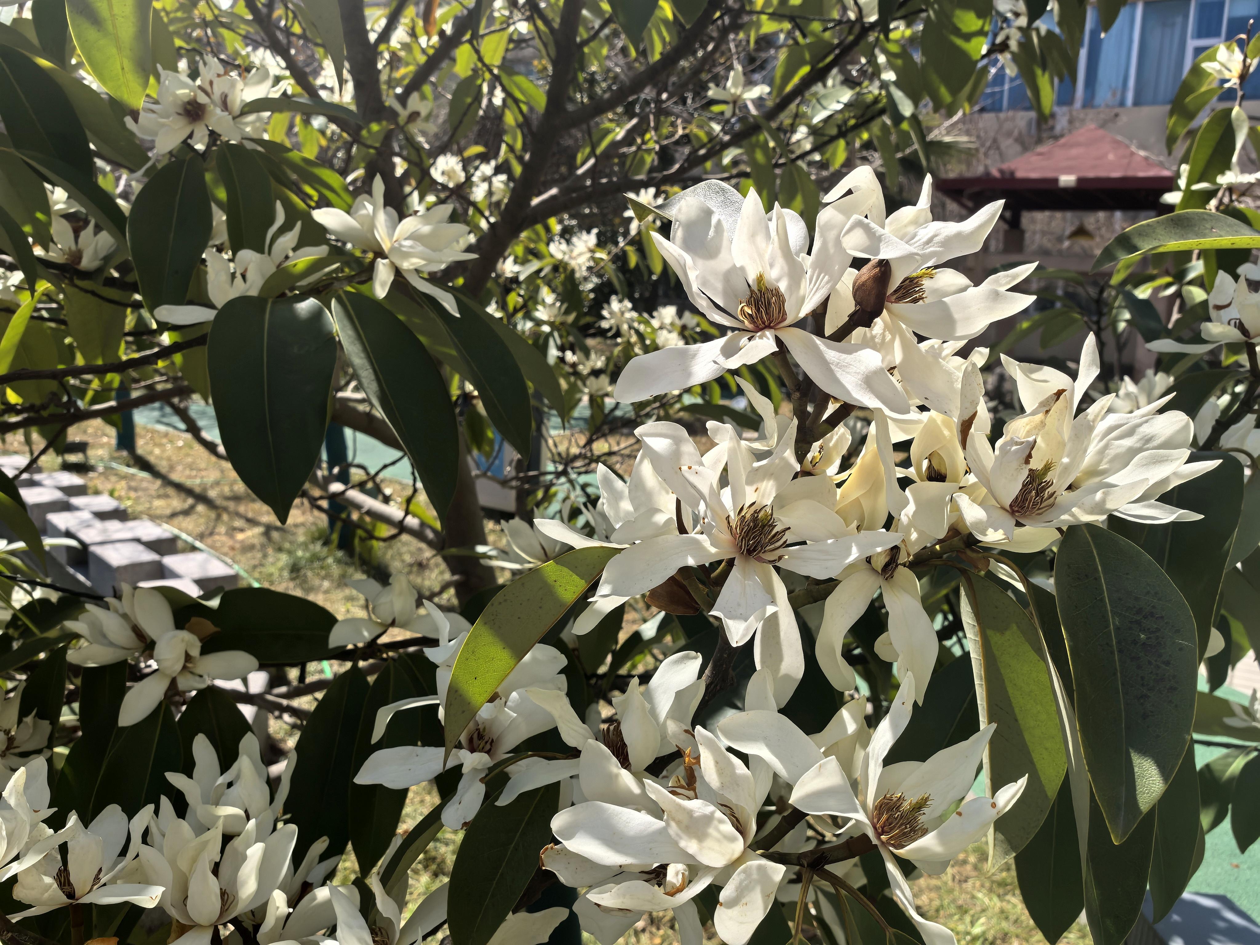 拍照后看树上的牌子,原来叫白兰,又名白兰花