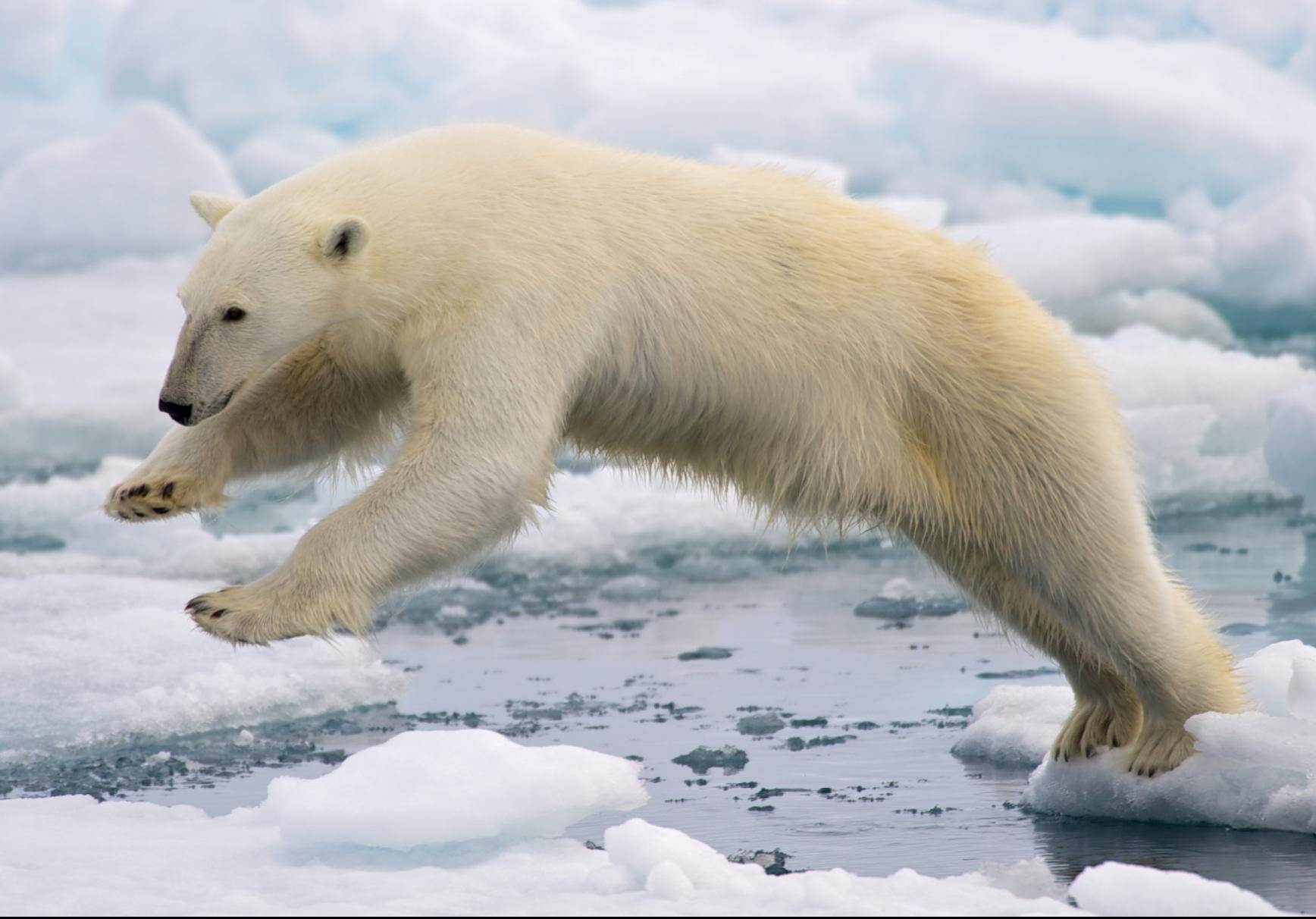 polarbearcub图片