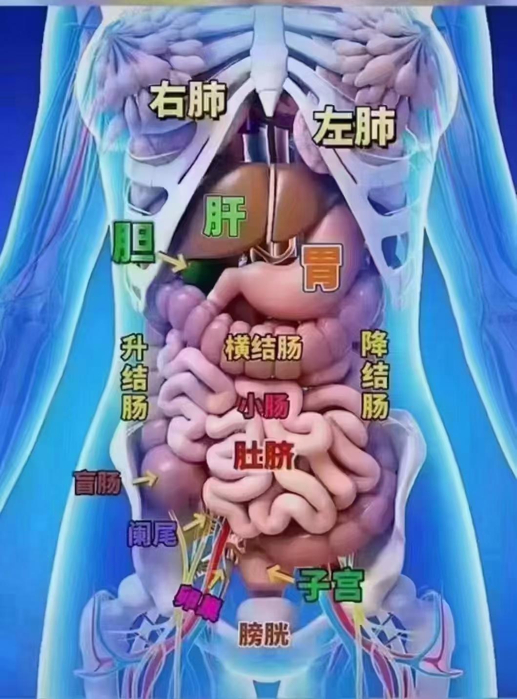 胃不和——多醒4,神不足——多困5,肺不好——多痒6,脾不好——多痰7