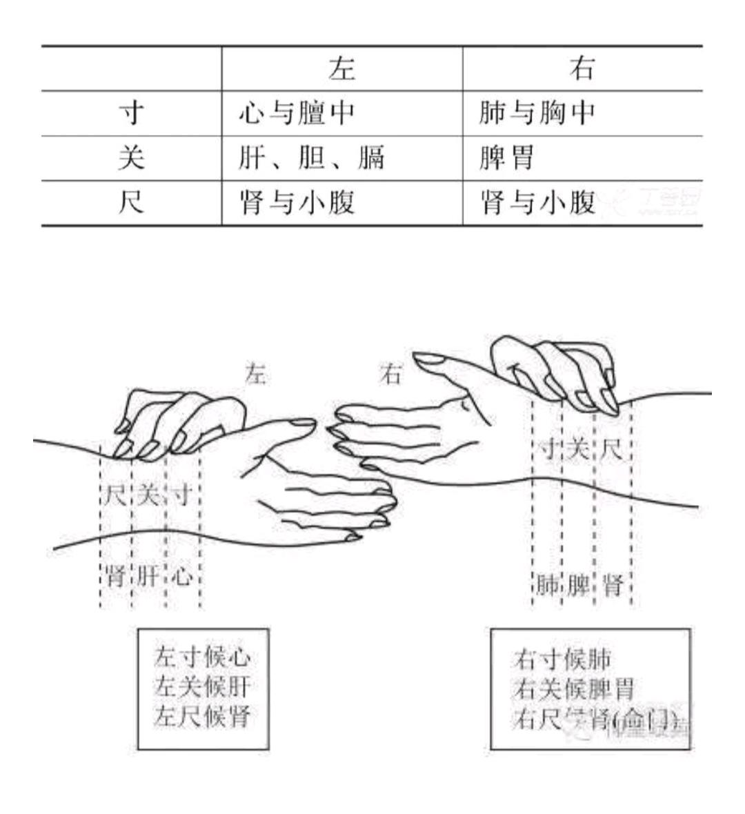 寸关尺分配的脏腑图解图片