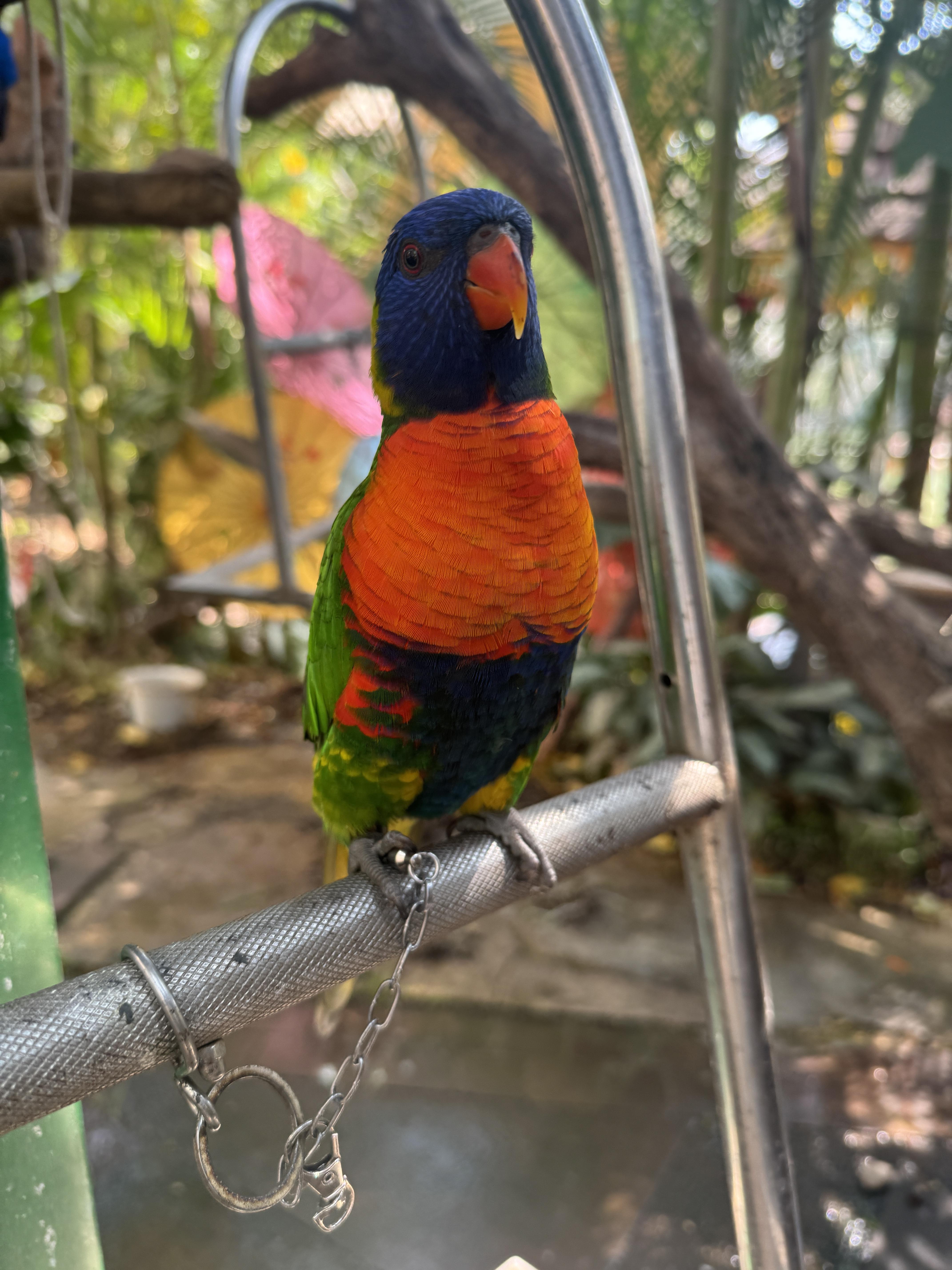 彩虹吸蜜一只五彩斑斓的彩虹吸蜜鹦鹉会吹口哨性格很好你会喜欢吗