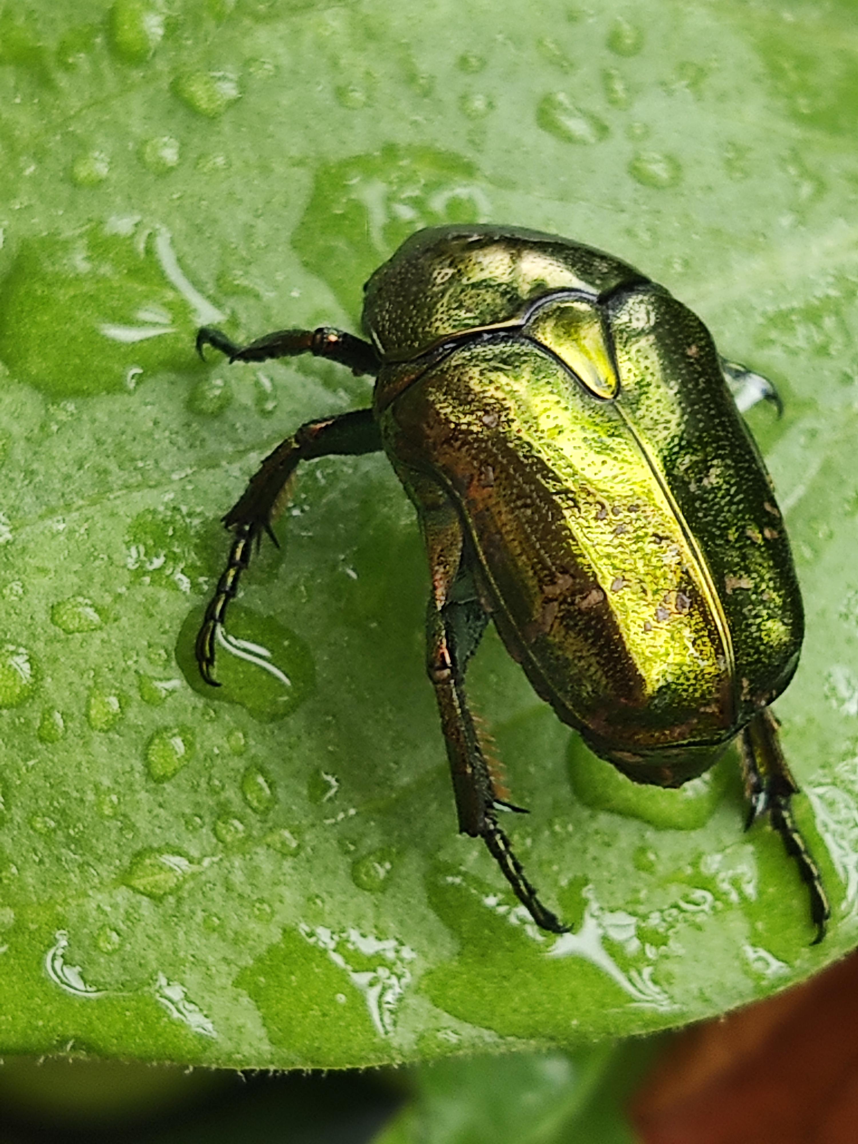 #每日记录一件开心事儿 ‌金龟子又称为金龟,金甲虫是 