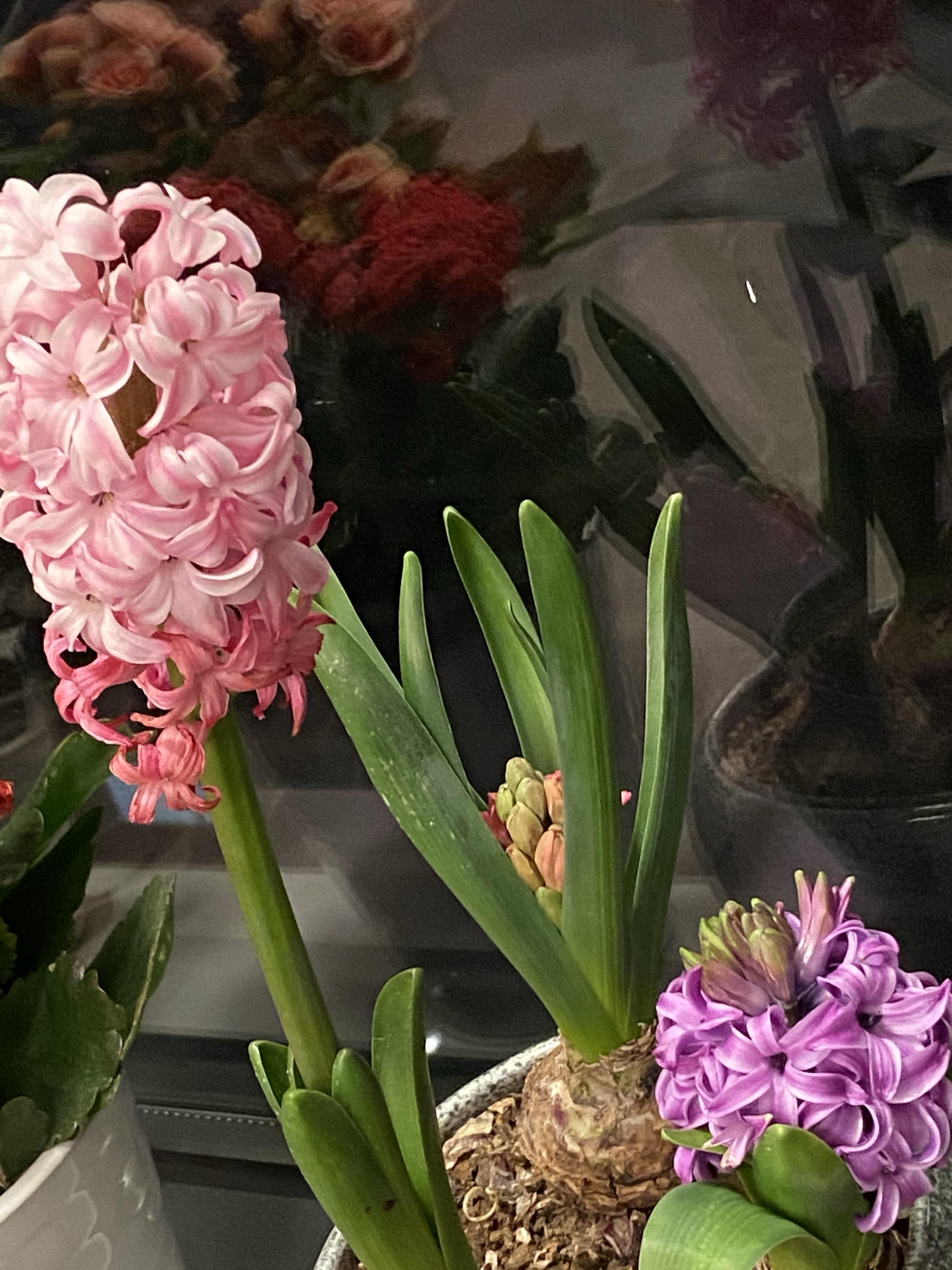 琵琶扣 的想法: 花开有先后,时光里的等待.