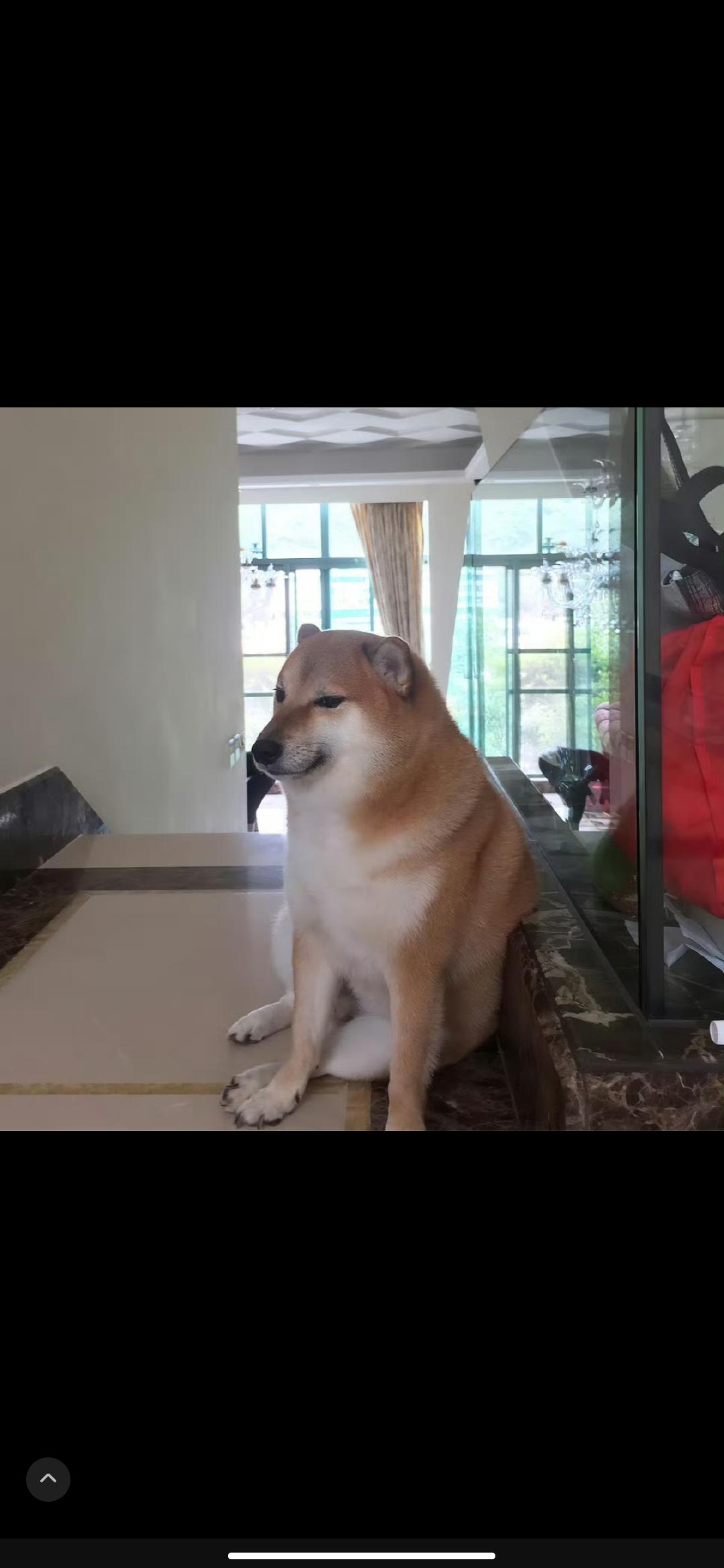 znp zzf 的想法: 废柴弱鸡狗balltze去世