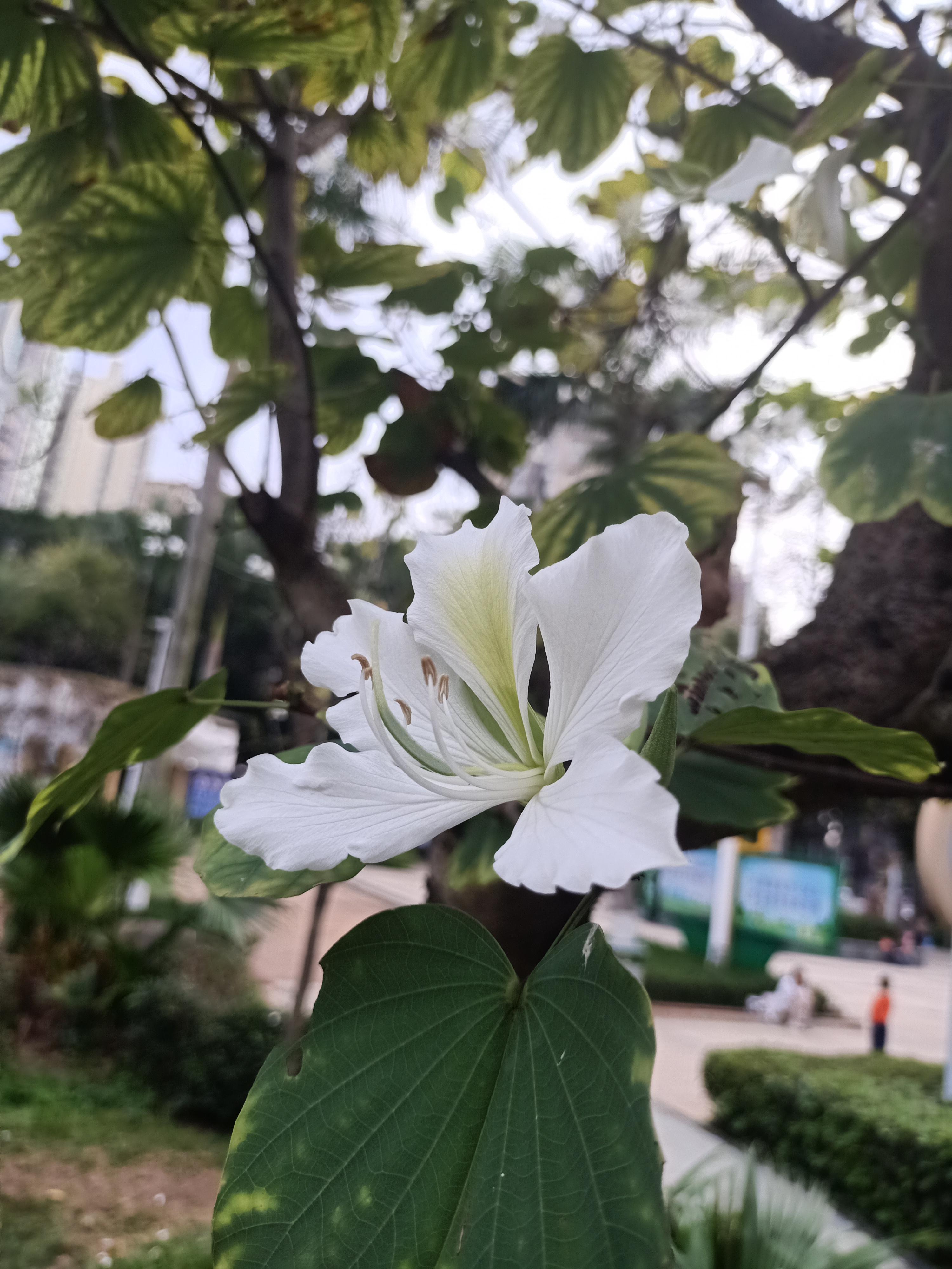 hlika 的想法: 白花洋紫荆 |  a class="hash_tag" href="https://www