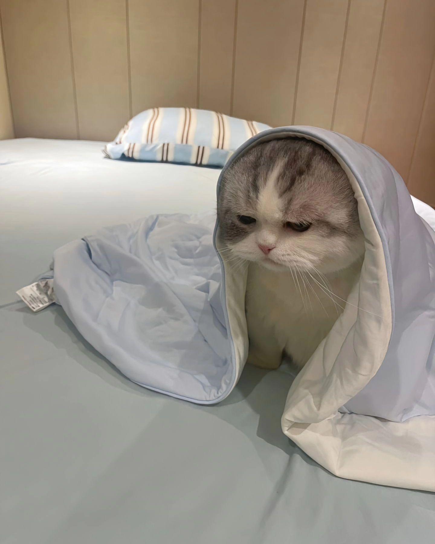 lydia 的想法: 据说侍寝被退回来了(;´༎ຶ