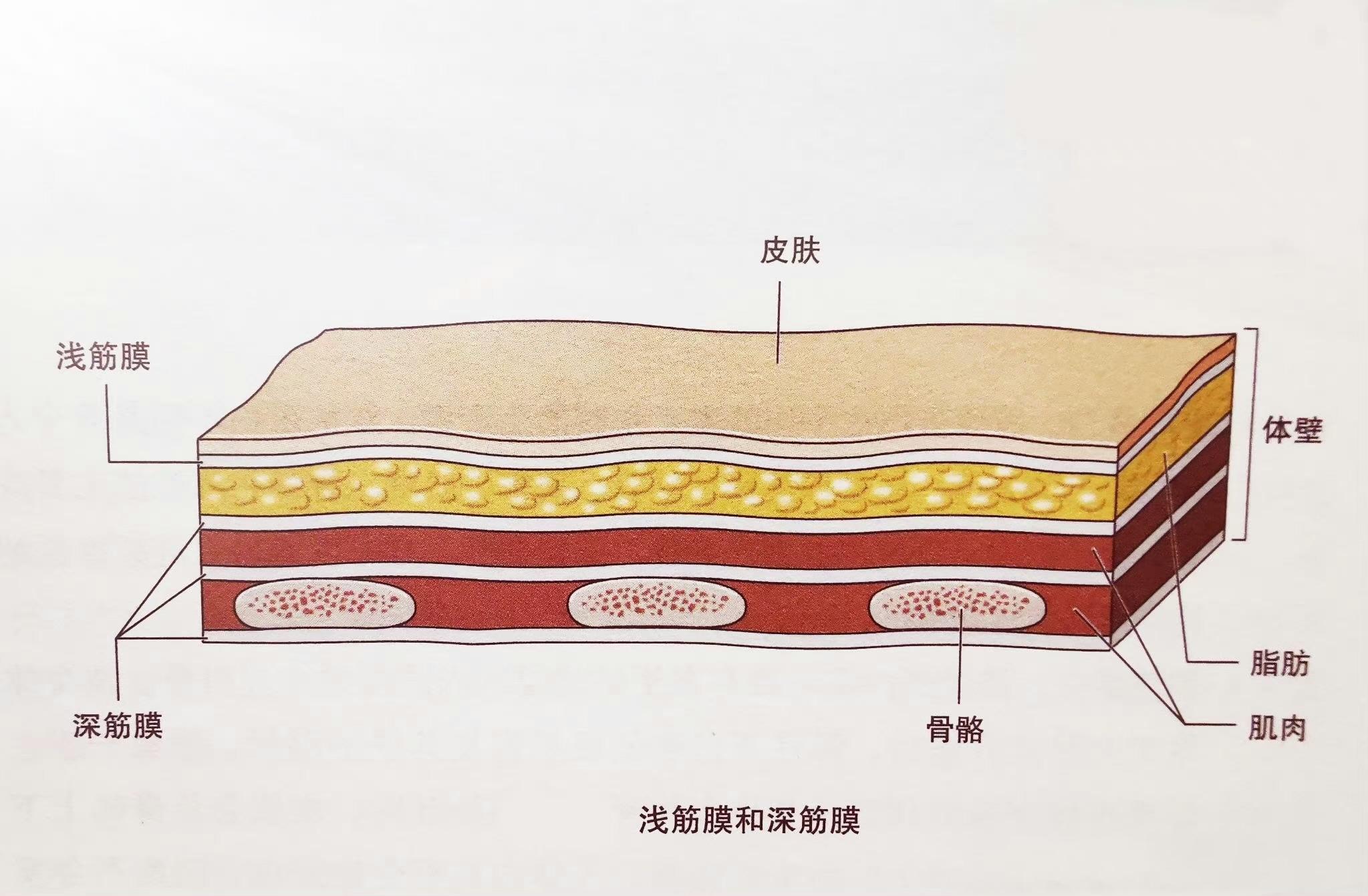 在皮下脂肪显著增厚的