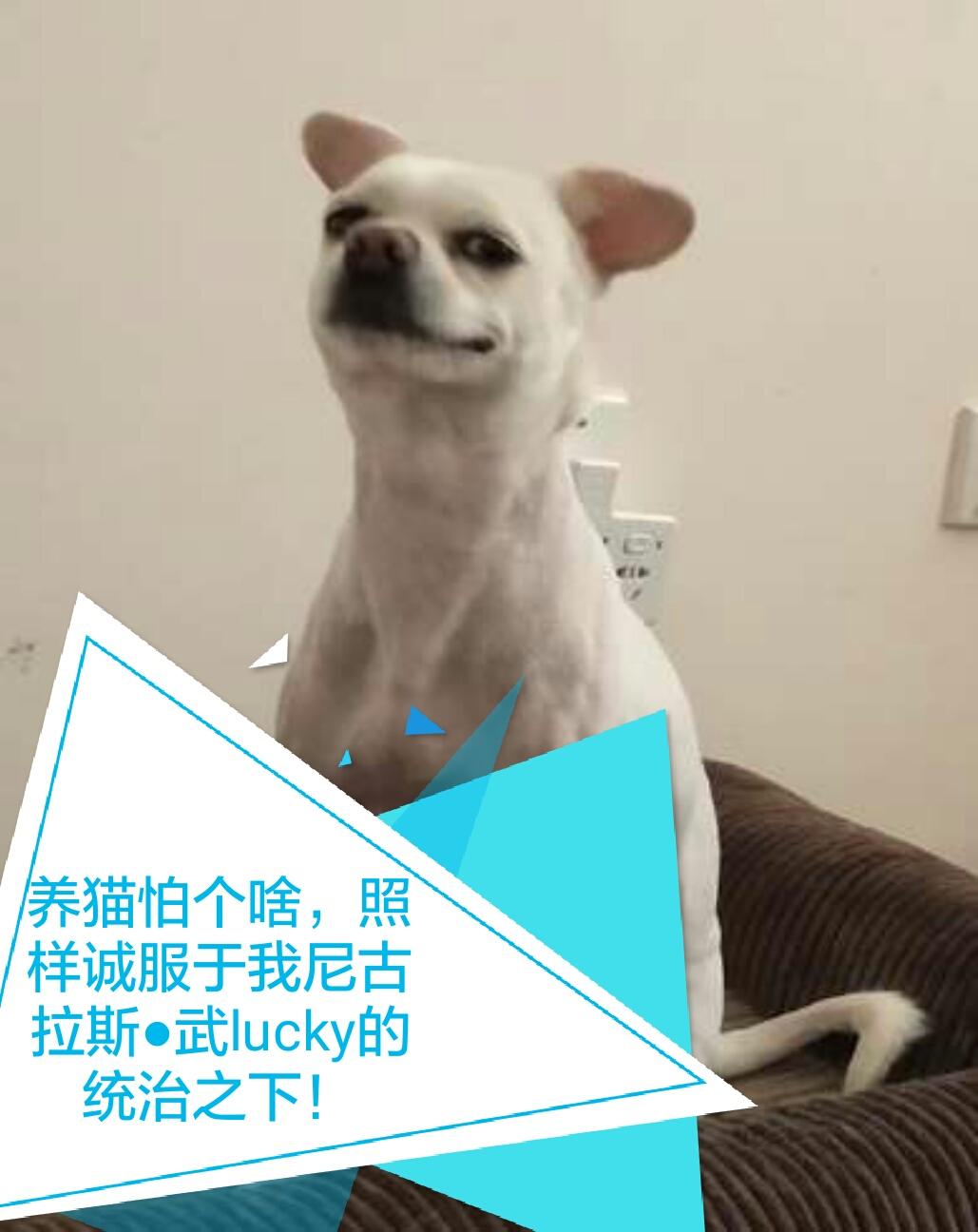 假如家里要新入住一位喵星人,汪星人有何感想?是满心欢喜?