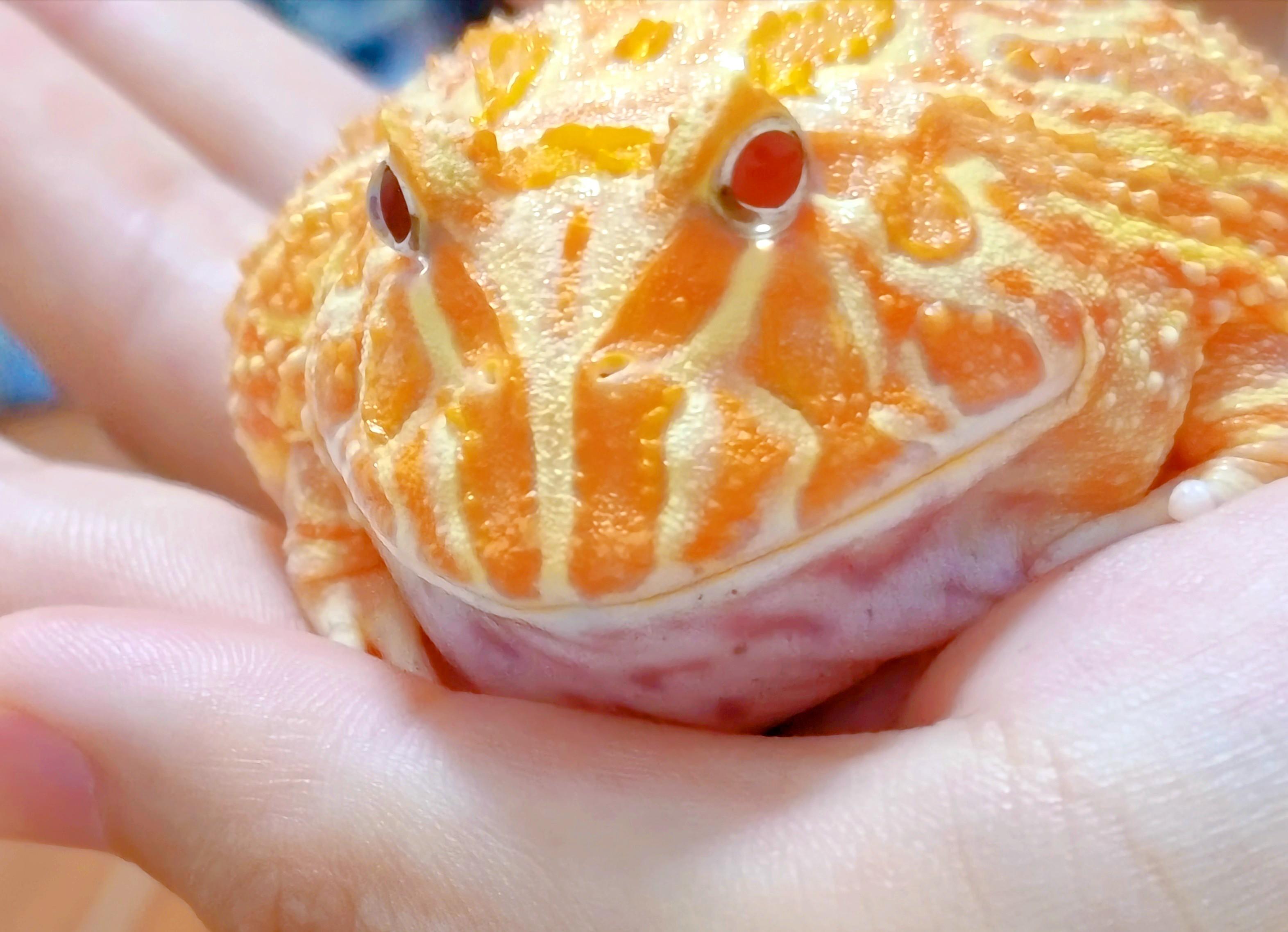 恒-星 的想法: 南美角蛙