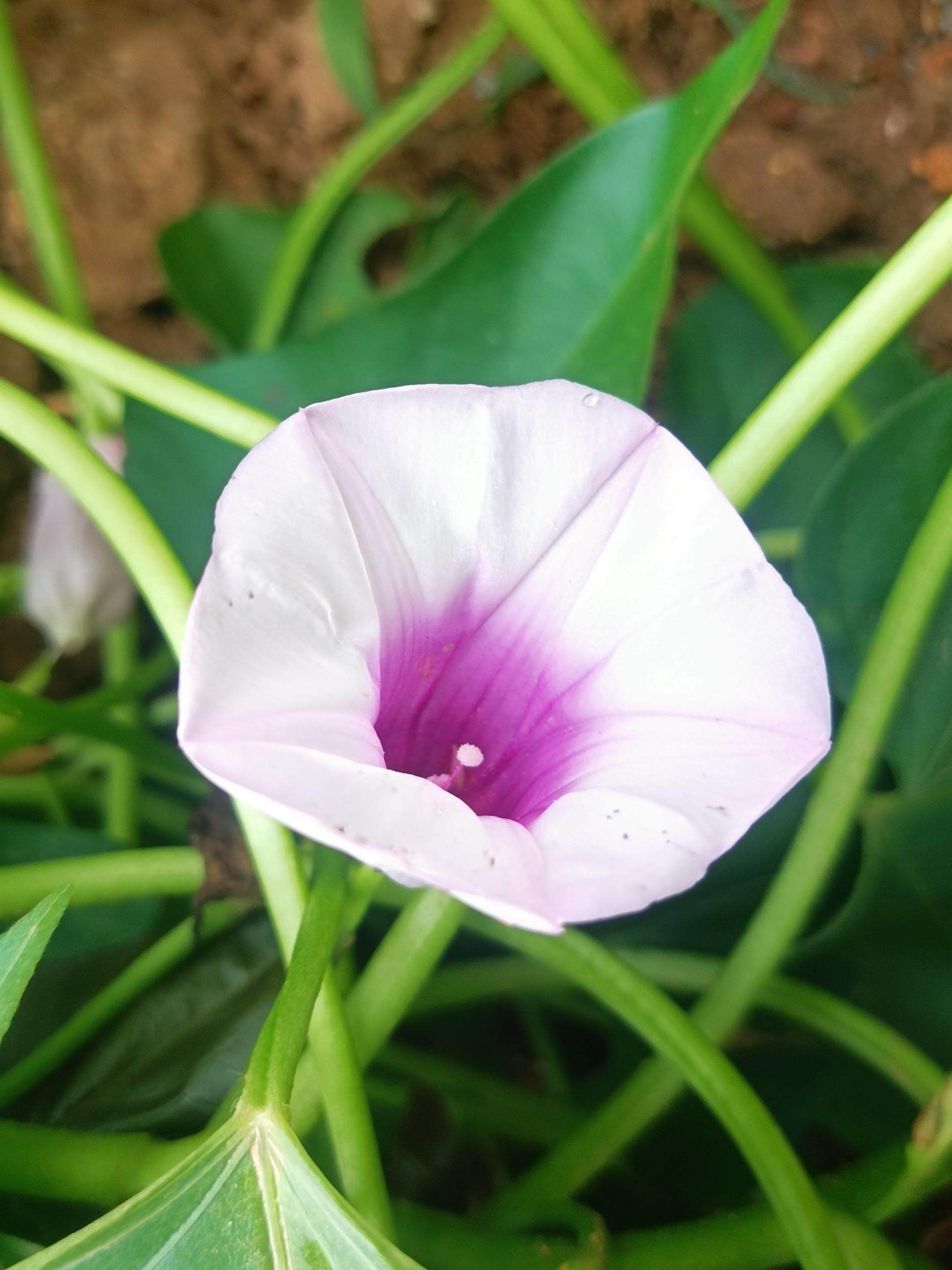 的想法: 番薯叶,地瓜花 | 地瓜又名番薯,番薯是茄目,旋花科,番薯属