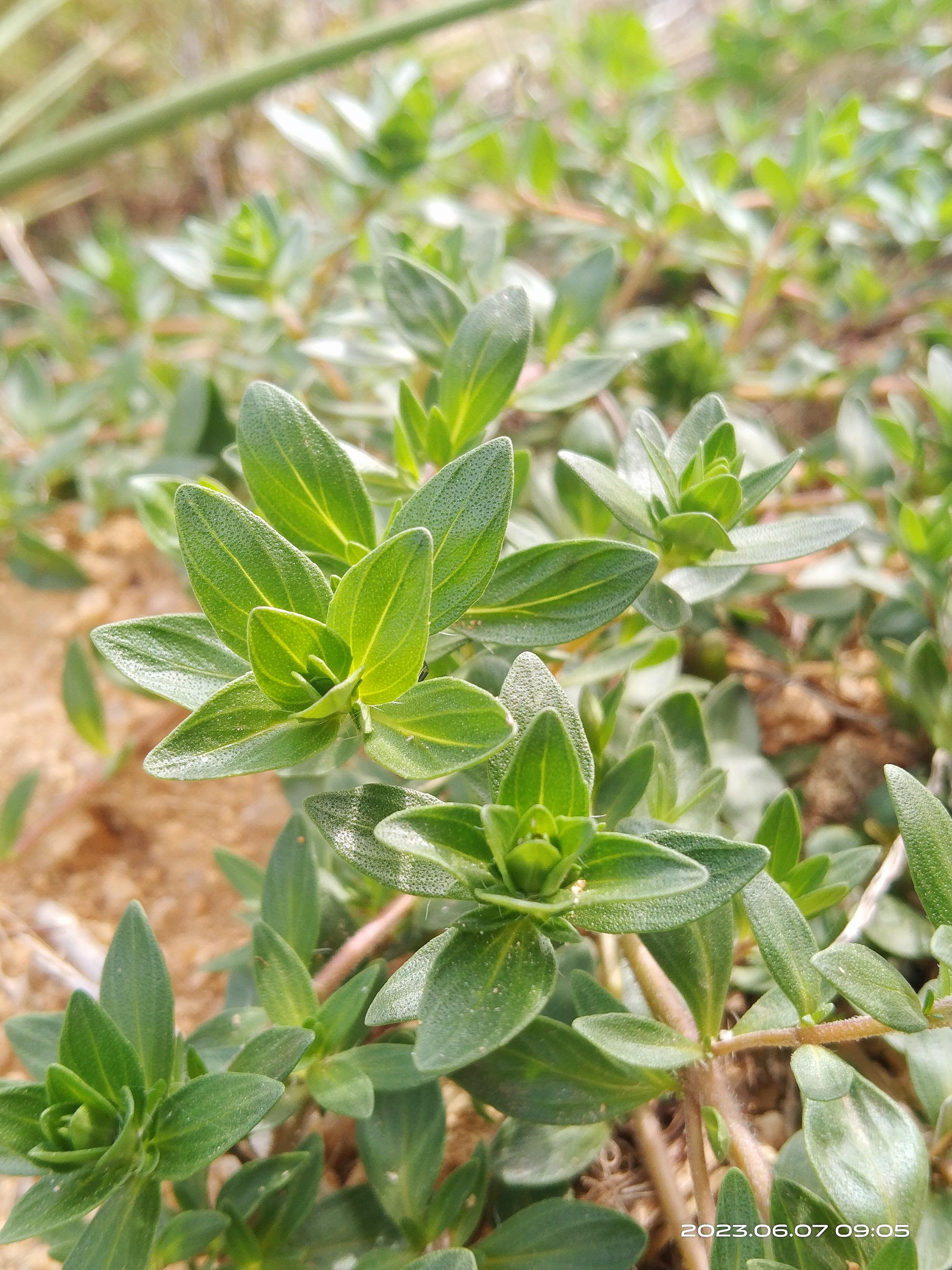 麝香草烹饪图片