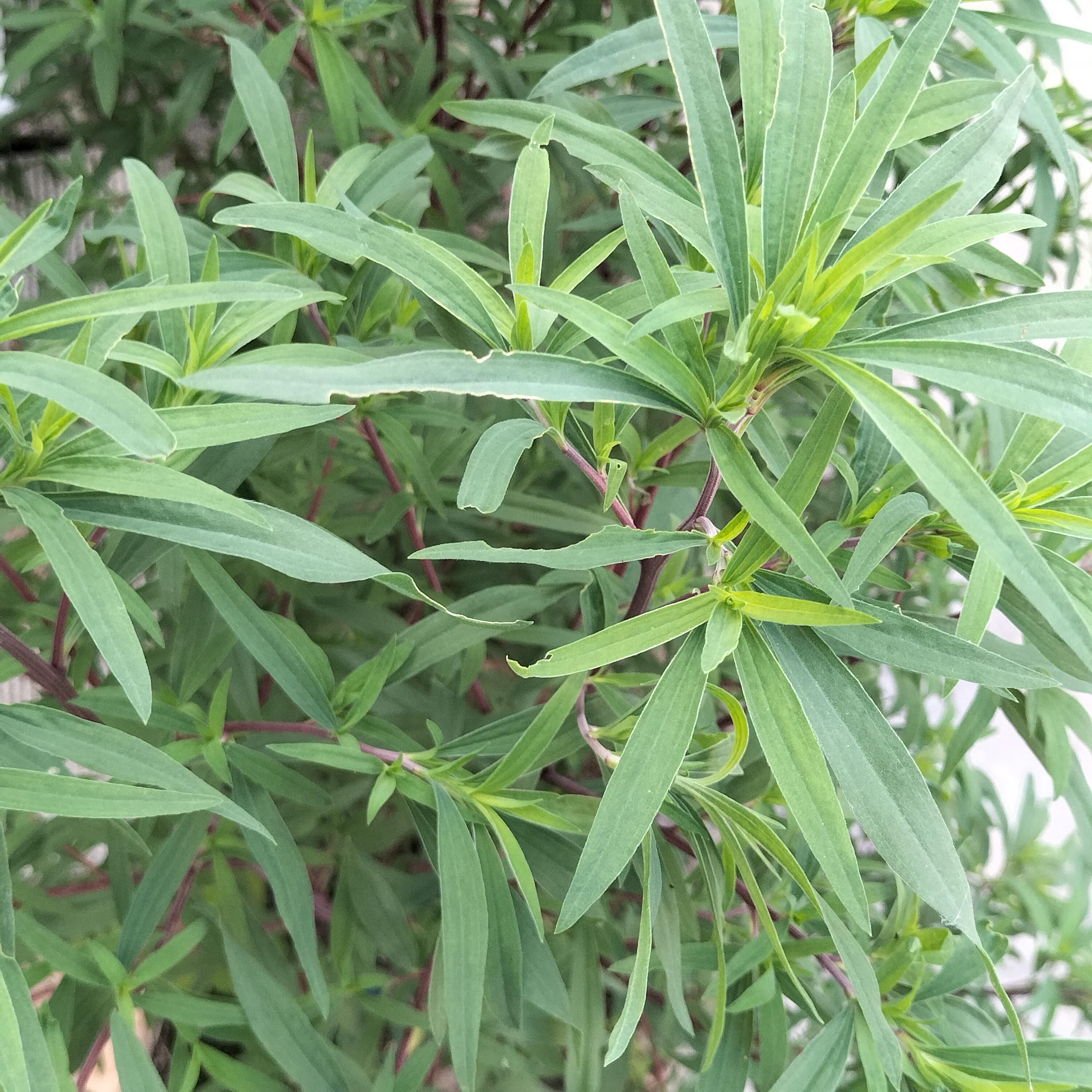 云朵家居生活馆 的想法: 扫帚菜