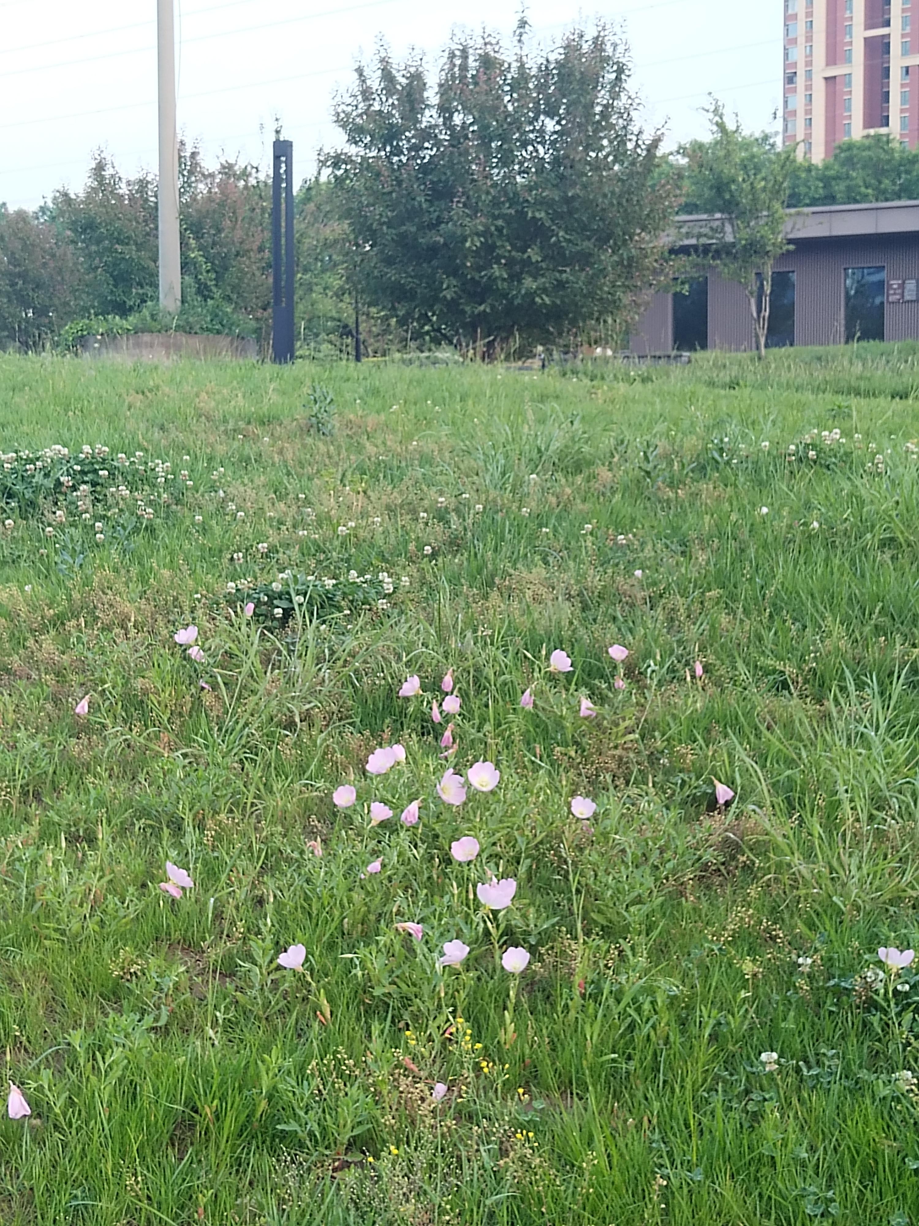 曲江守望者 的想法: 黄昏下的曲江花影公园