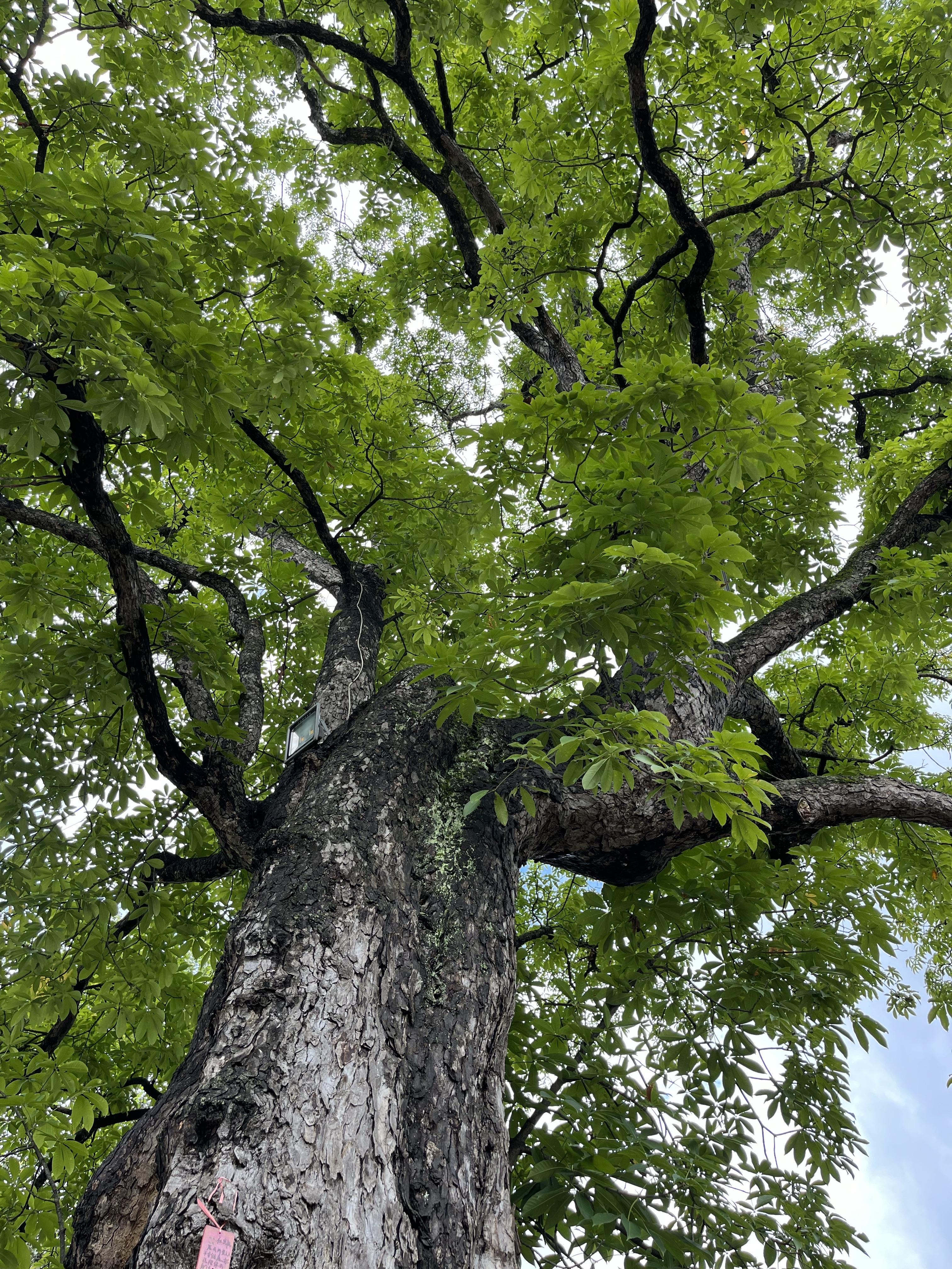 释迦摩尼在无忧树下生,在菩提树下证悟,在娑婆树下涅盘