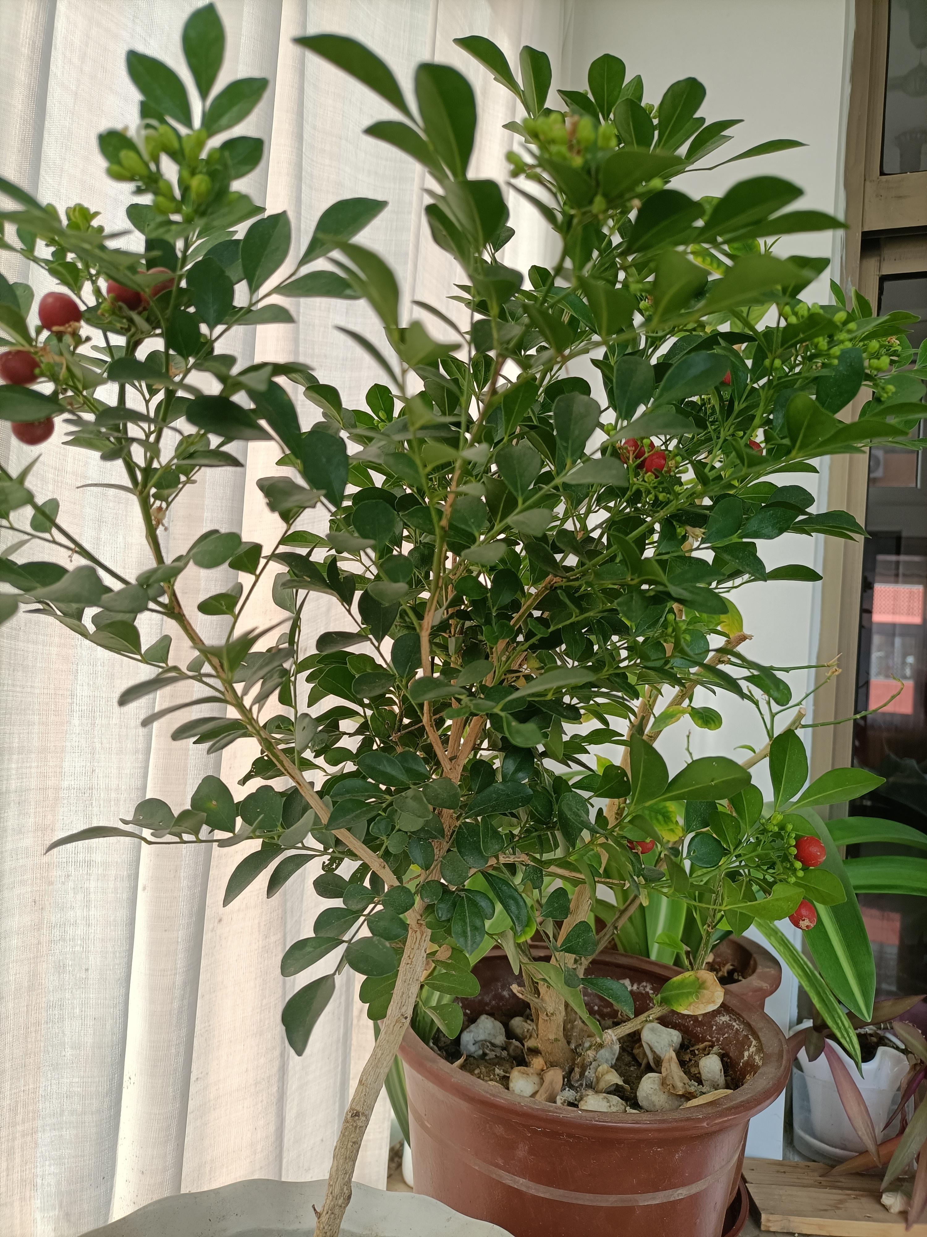 生活麻辣鲜 的想法: 九里香的红果子 | 年前购的一盆九里香,当时花苞