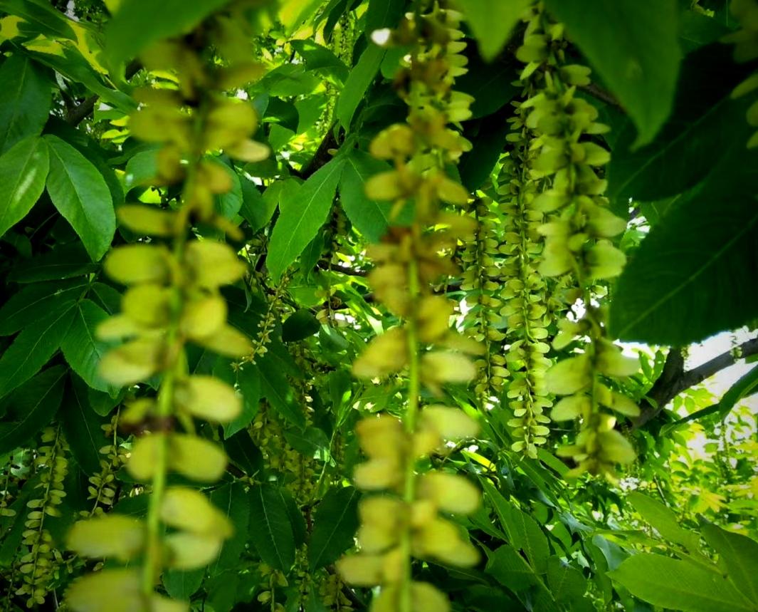 旭哥古籍迷 的想法: 鬼柳树也叫钱串串,它的种子确实很像一串串的元宝