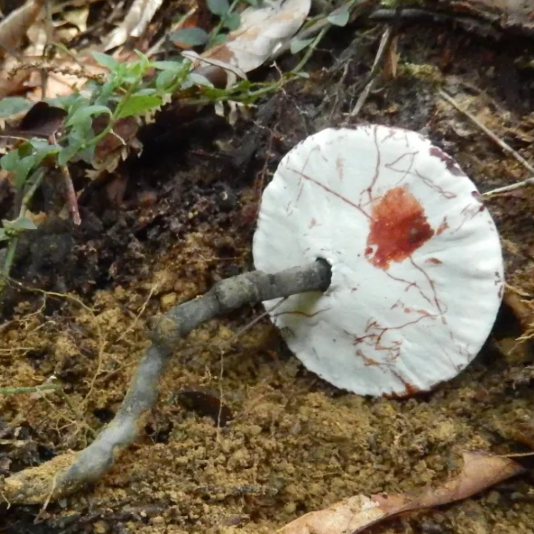 王小王 的想法: 野生菌探秘714:血灵芝!