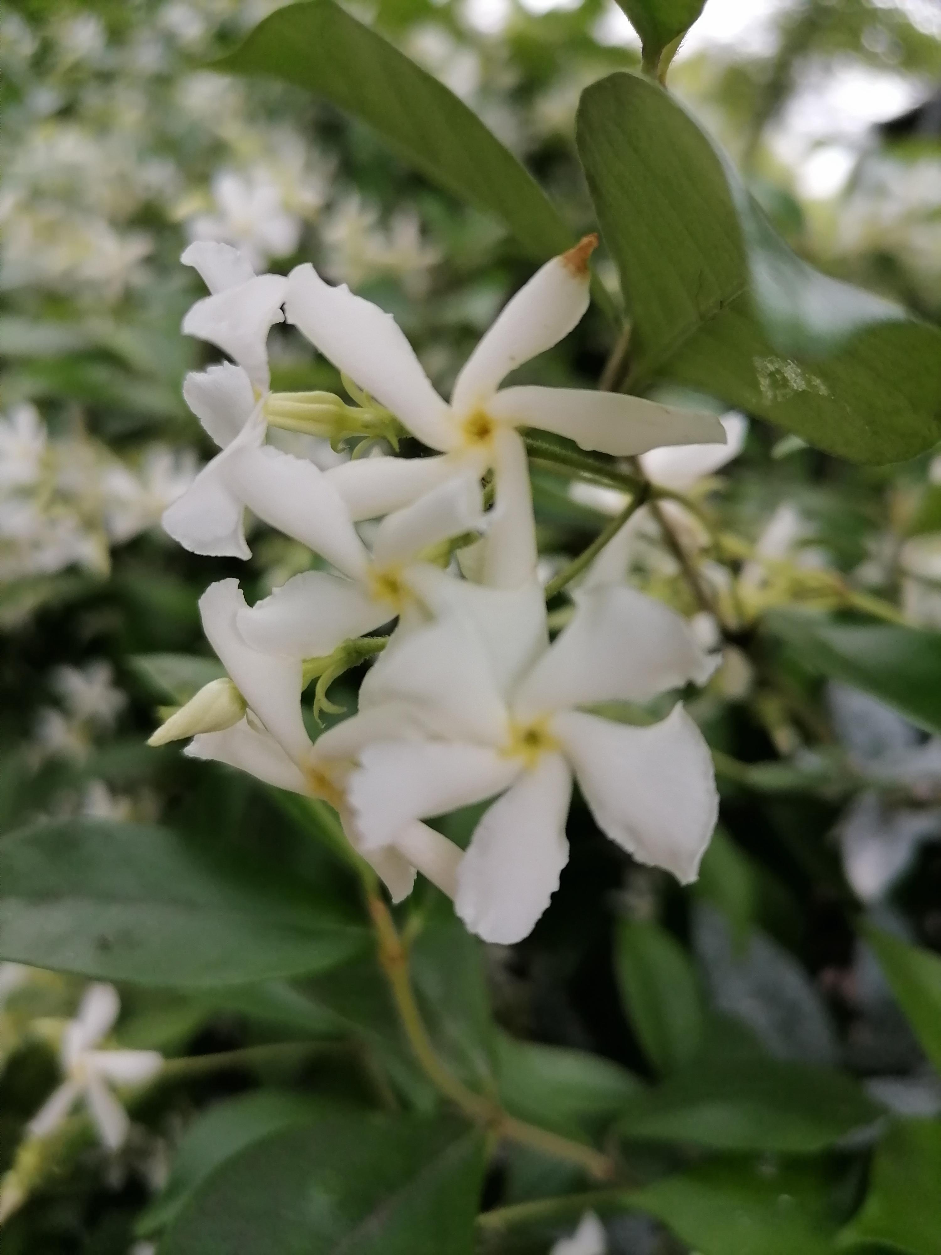 充满童趣的风车茉莉风车茉莉花美四季常青秋冬不落叶非常皮实好养而被