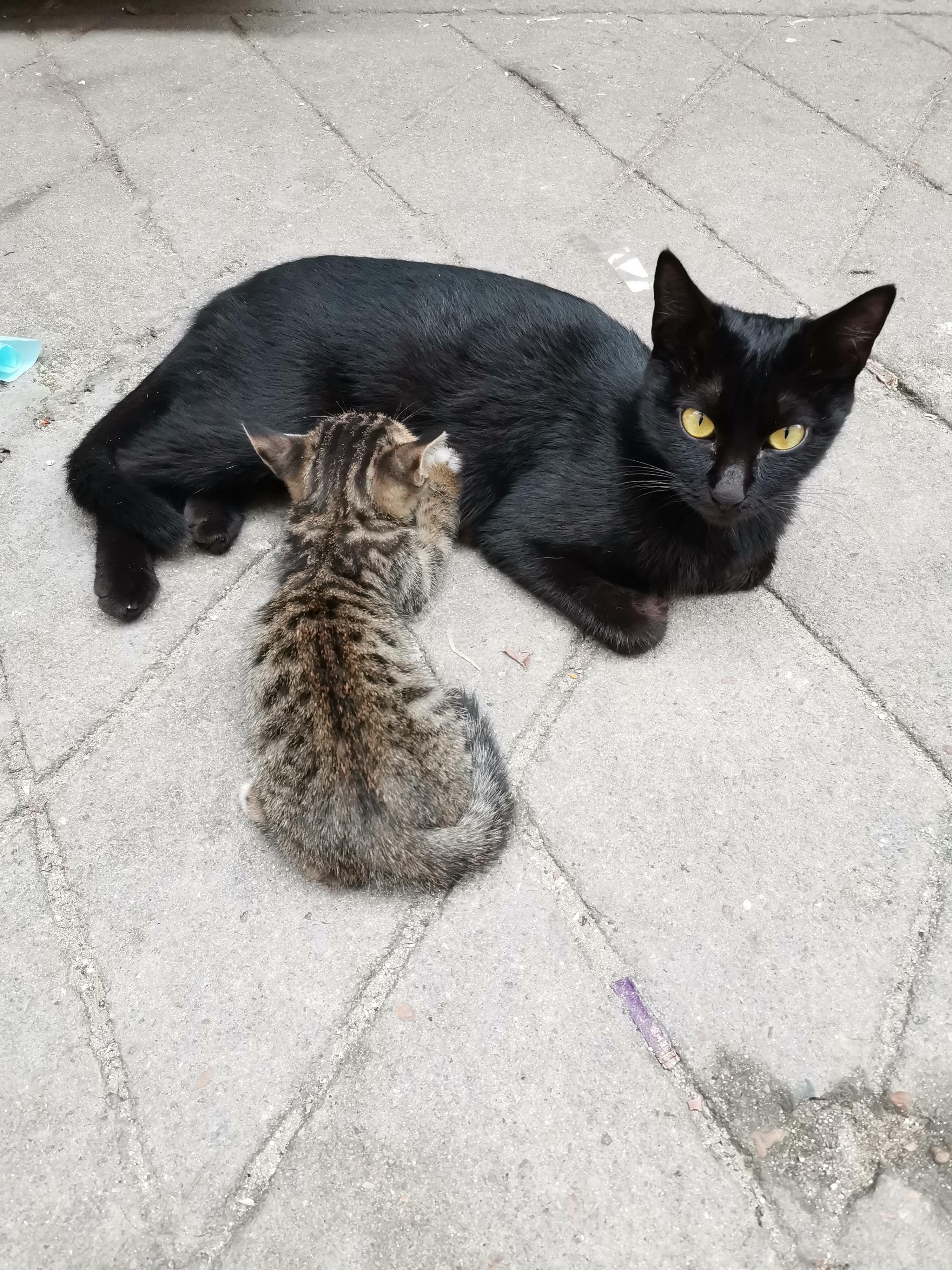 乌云盖雪狸花猫图片