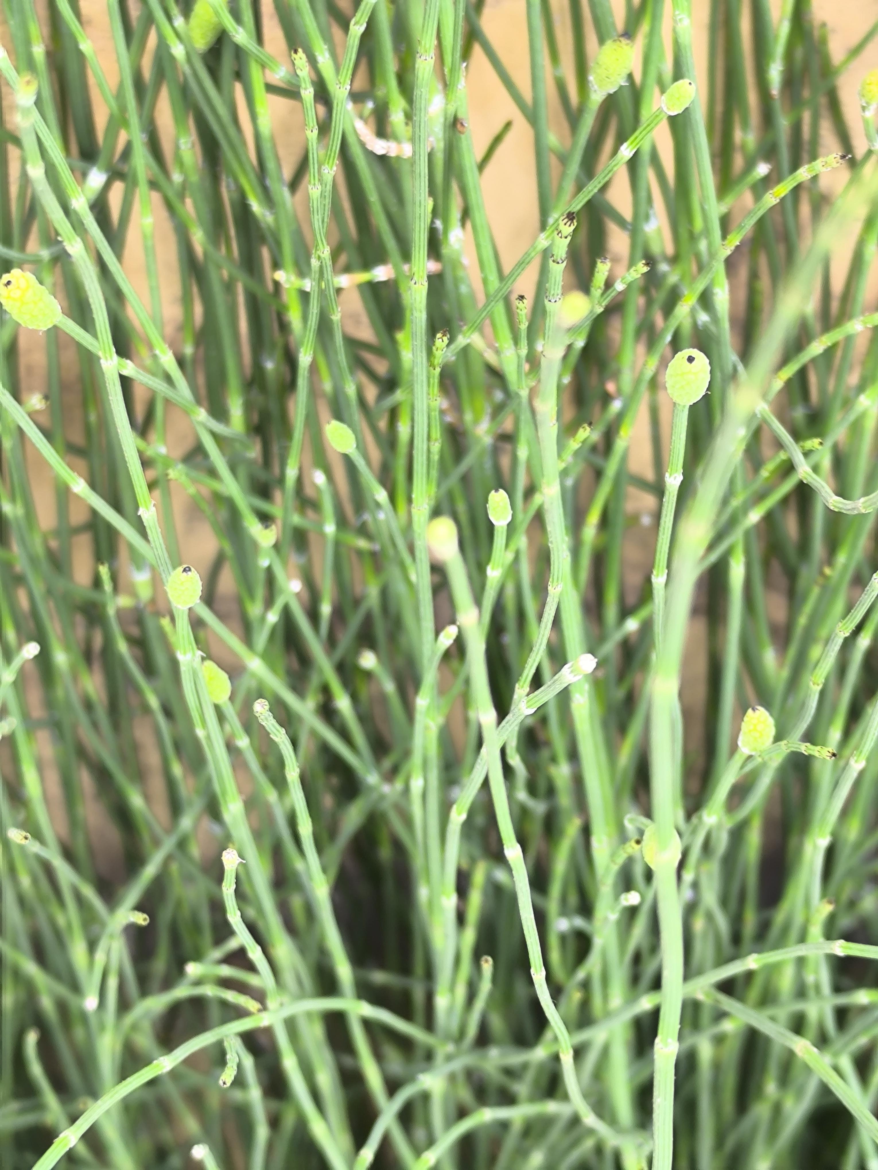 温晓迪 的想法: 节节草简介