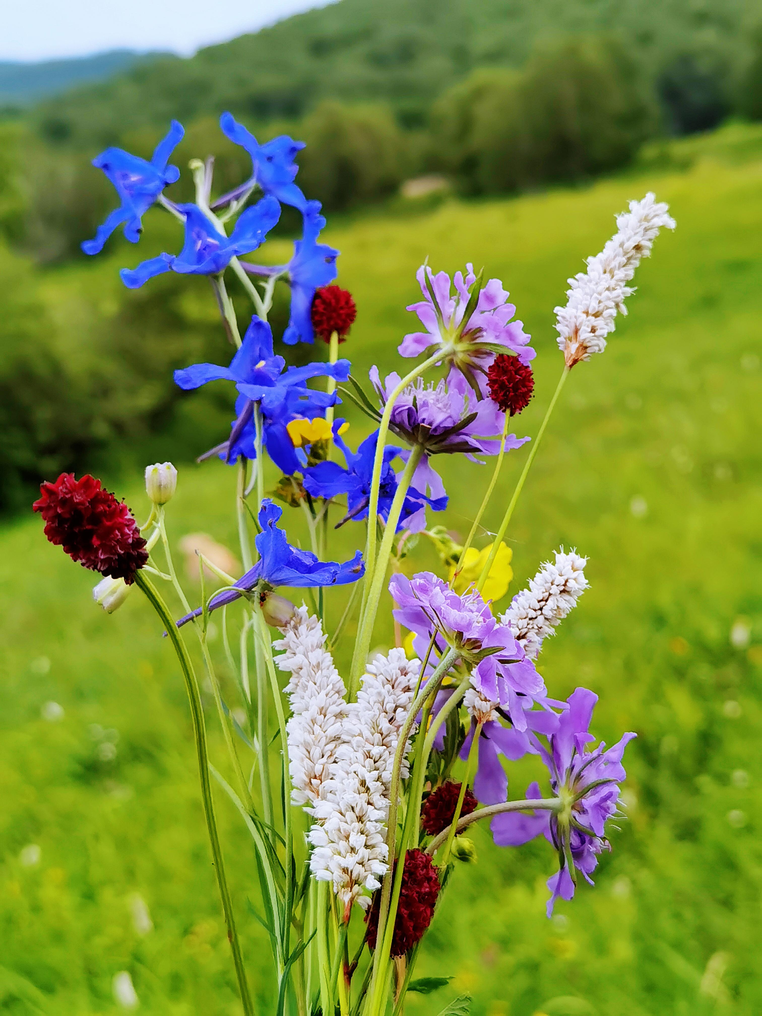 鹿小槐 的想法: 花意向阳