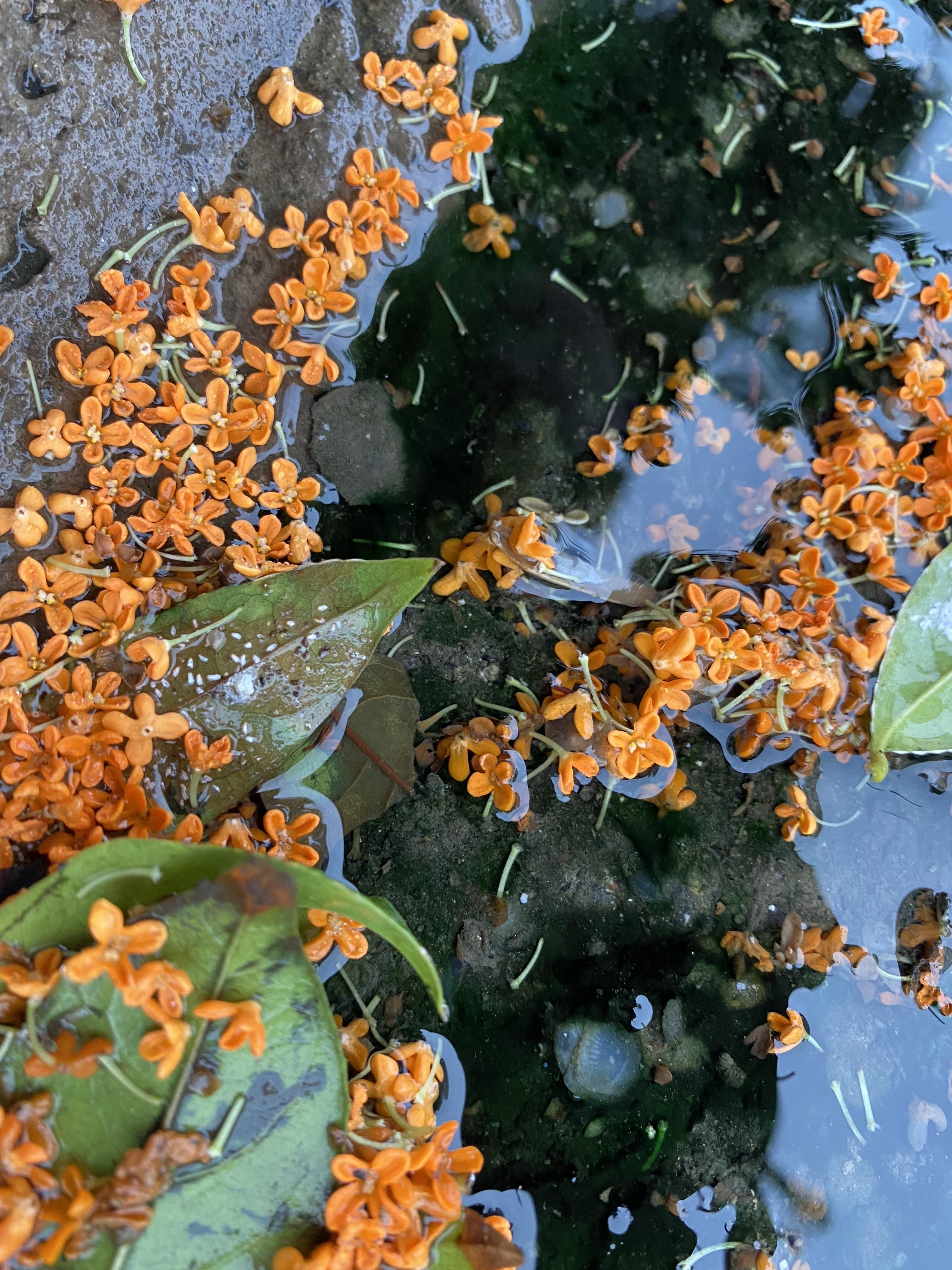 满地桂花图片图片