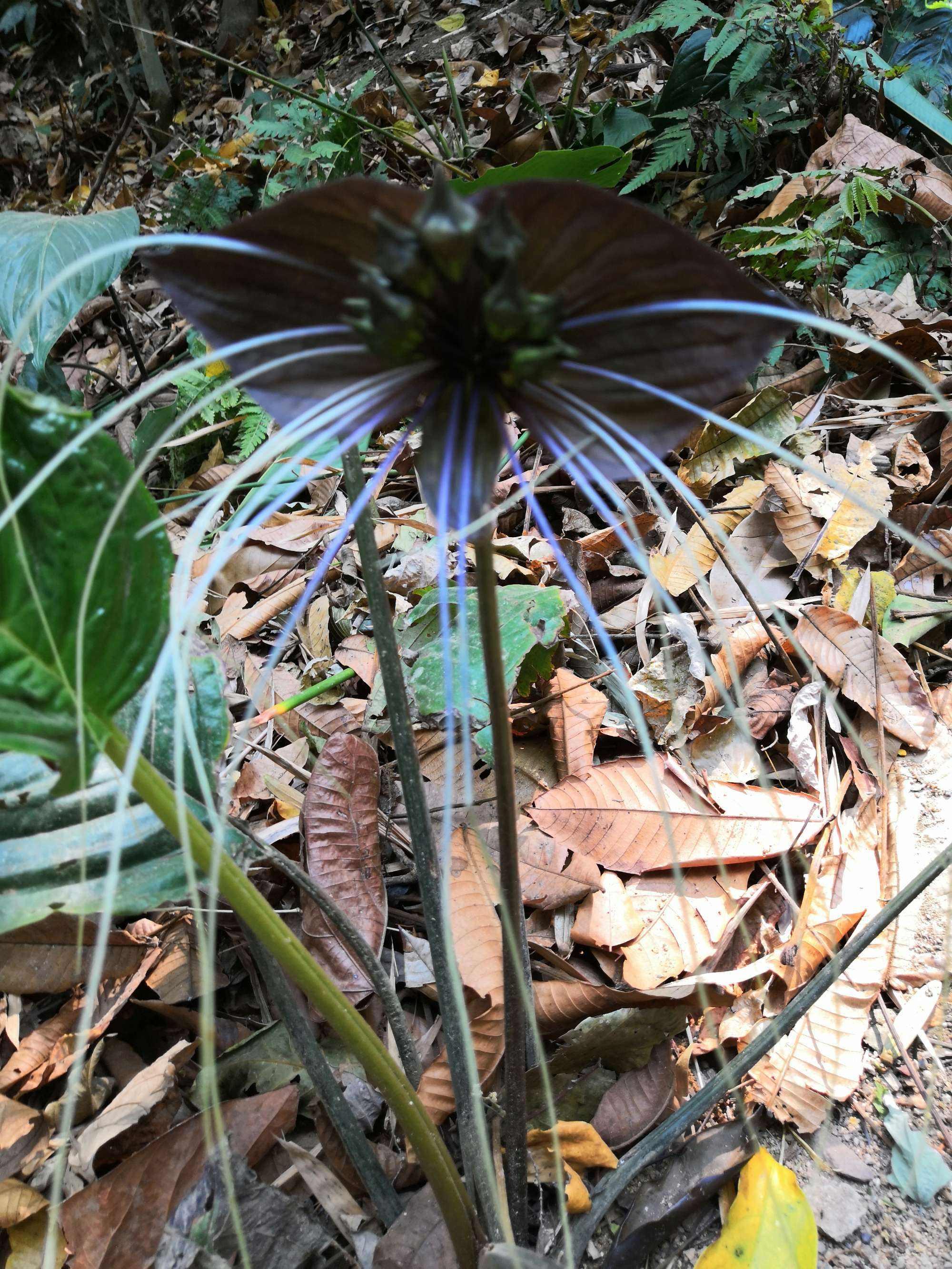 遗世花妃 的想法: 植物界里的三级保护动物: 老虎须
