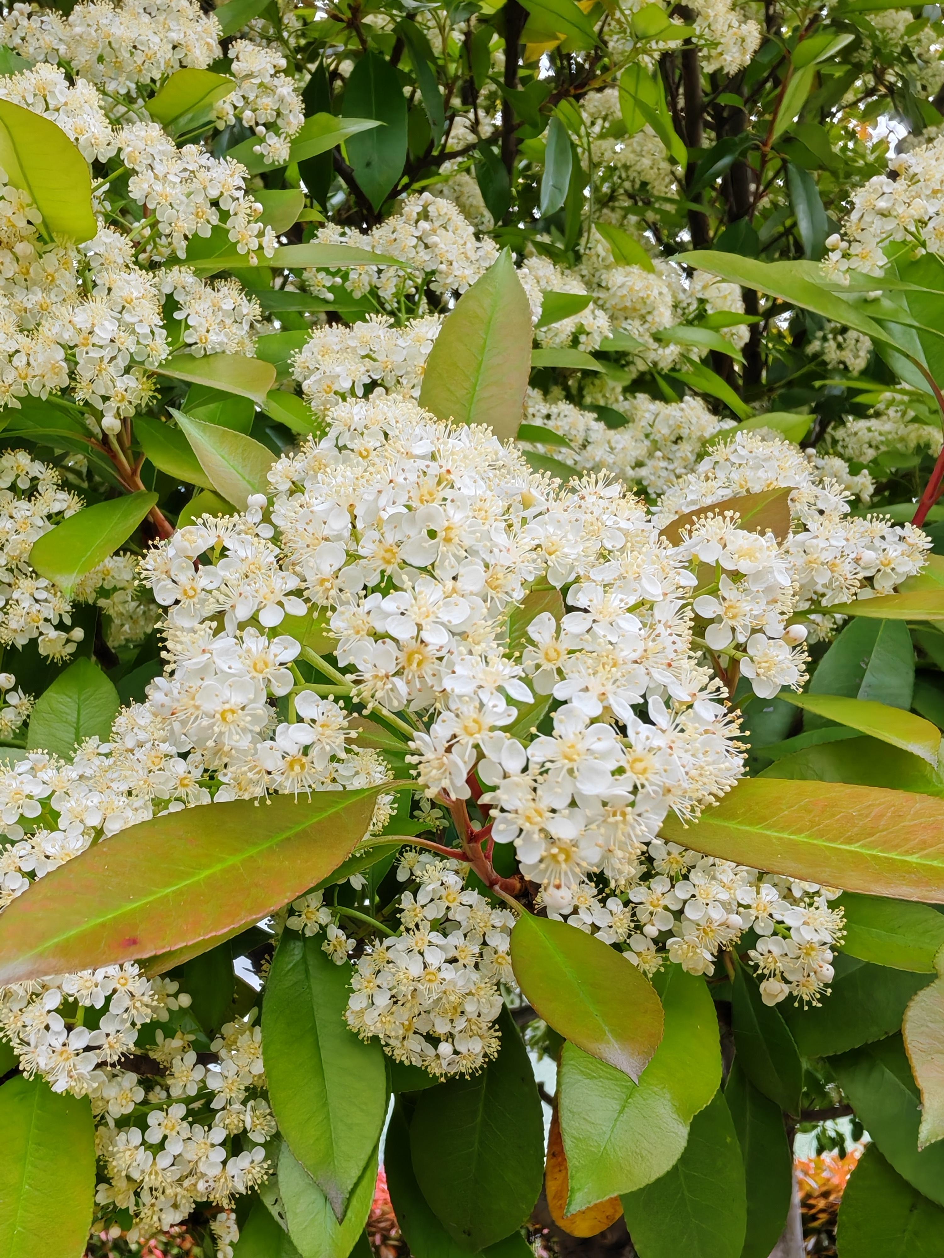 石楠花是什么花石楠花呀那可真是个特别的花儿呢它学名叫photinia