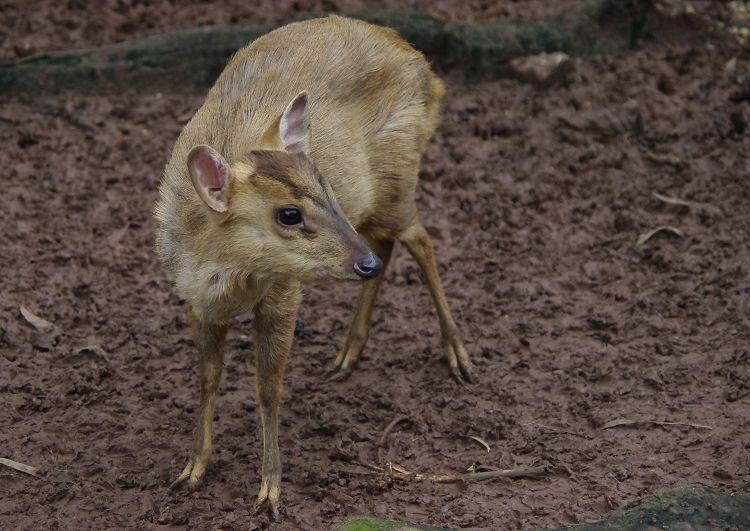 以下是一些关于黄猄的趣事:雄性黄猄在繁殖
