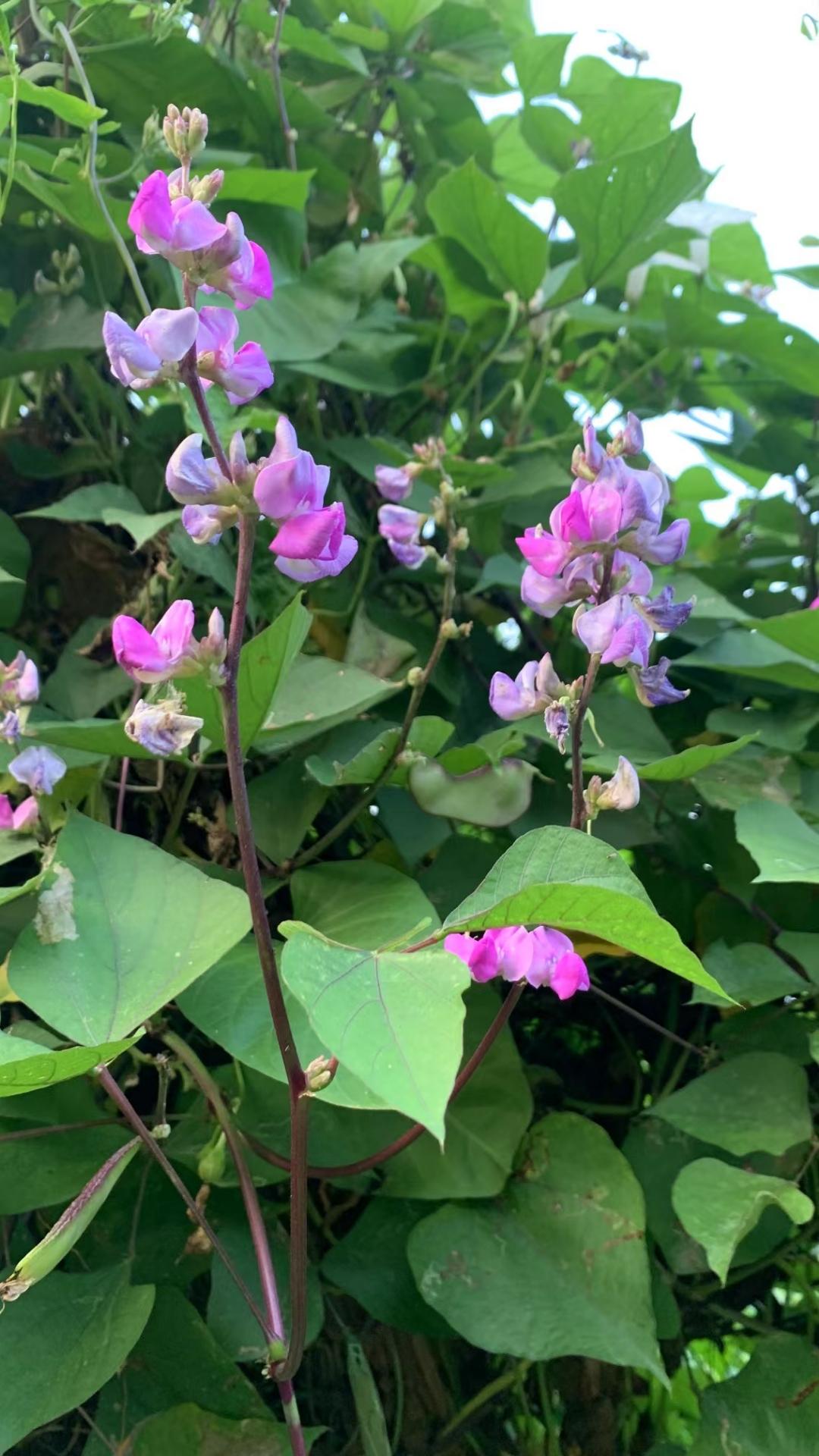 我们家乡称之为茶豆板,也有人叫它扁豆.