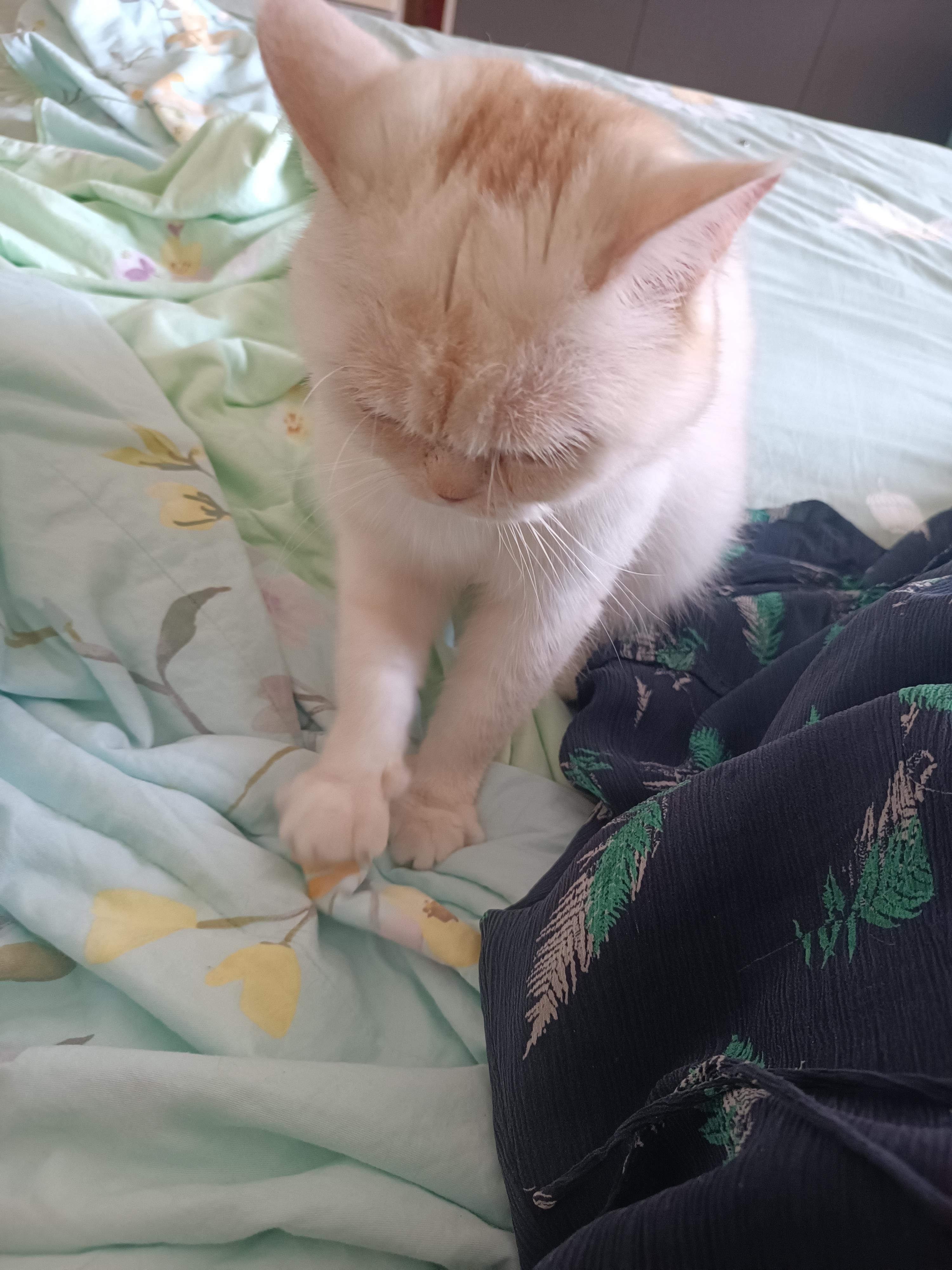 猫lucky很是受宠呀,在家里堂而皇之的独霸一方踩奶,蓝胖子可怜兮兮的