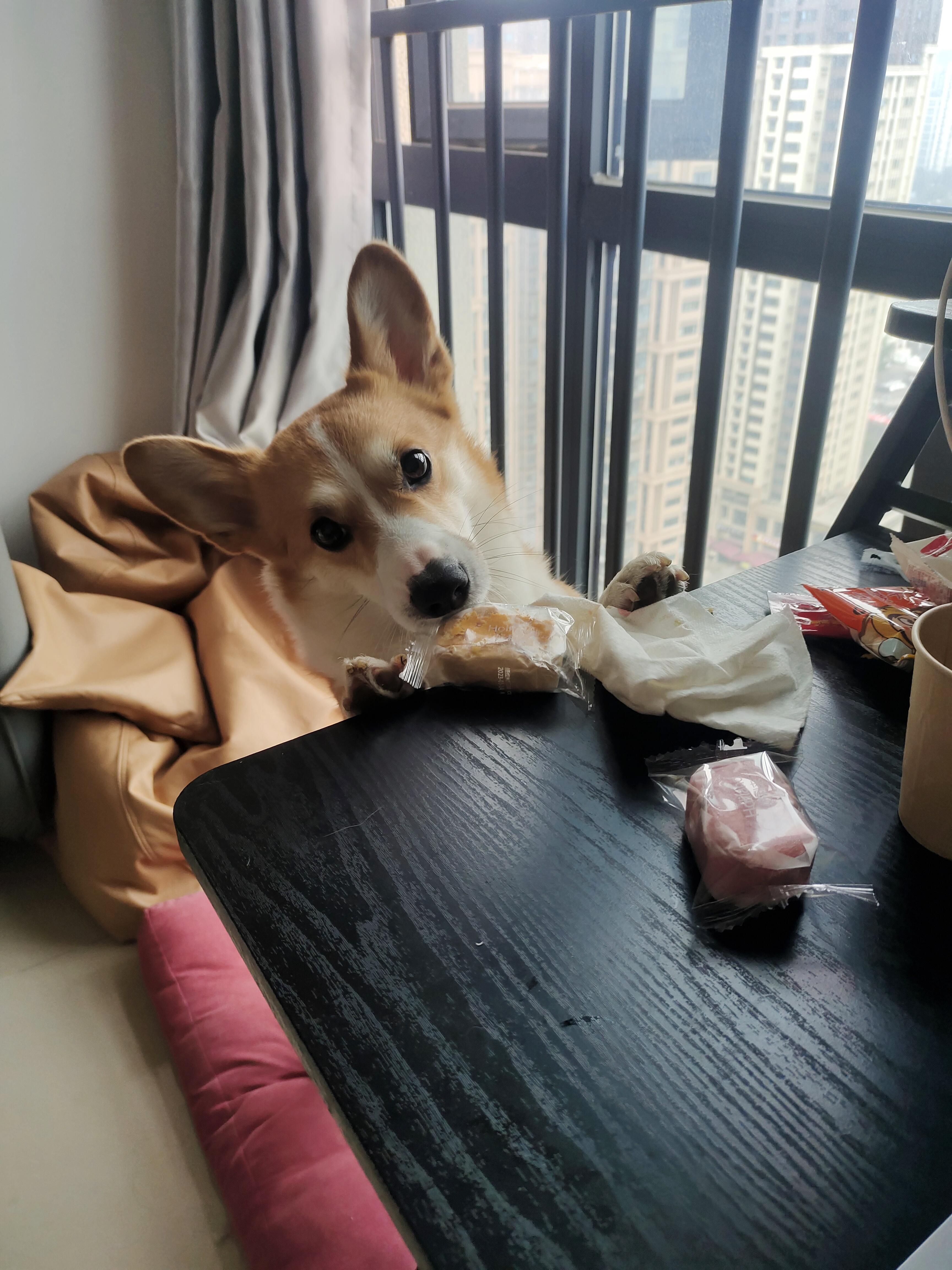 曹解放 的想法: 养狗的注意了 |  a class="hash_tag" href="https