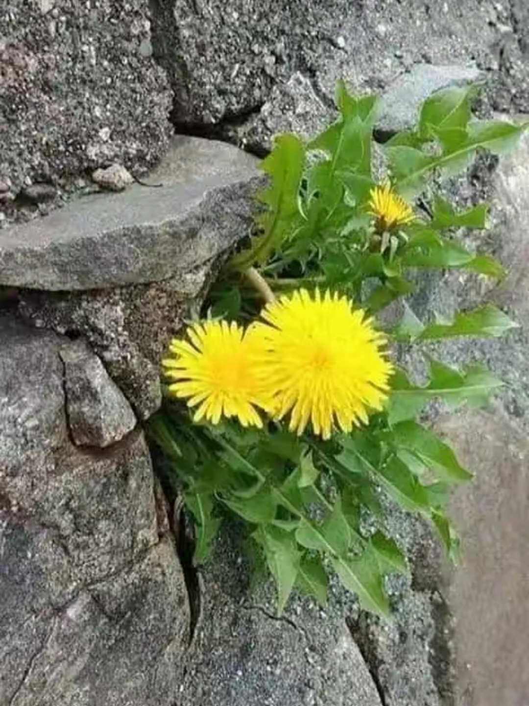 吃米的花猫 的想法: 顽强拼搏绽放异彩