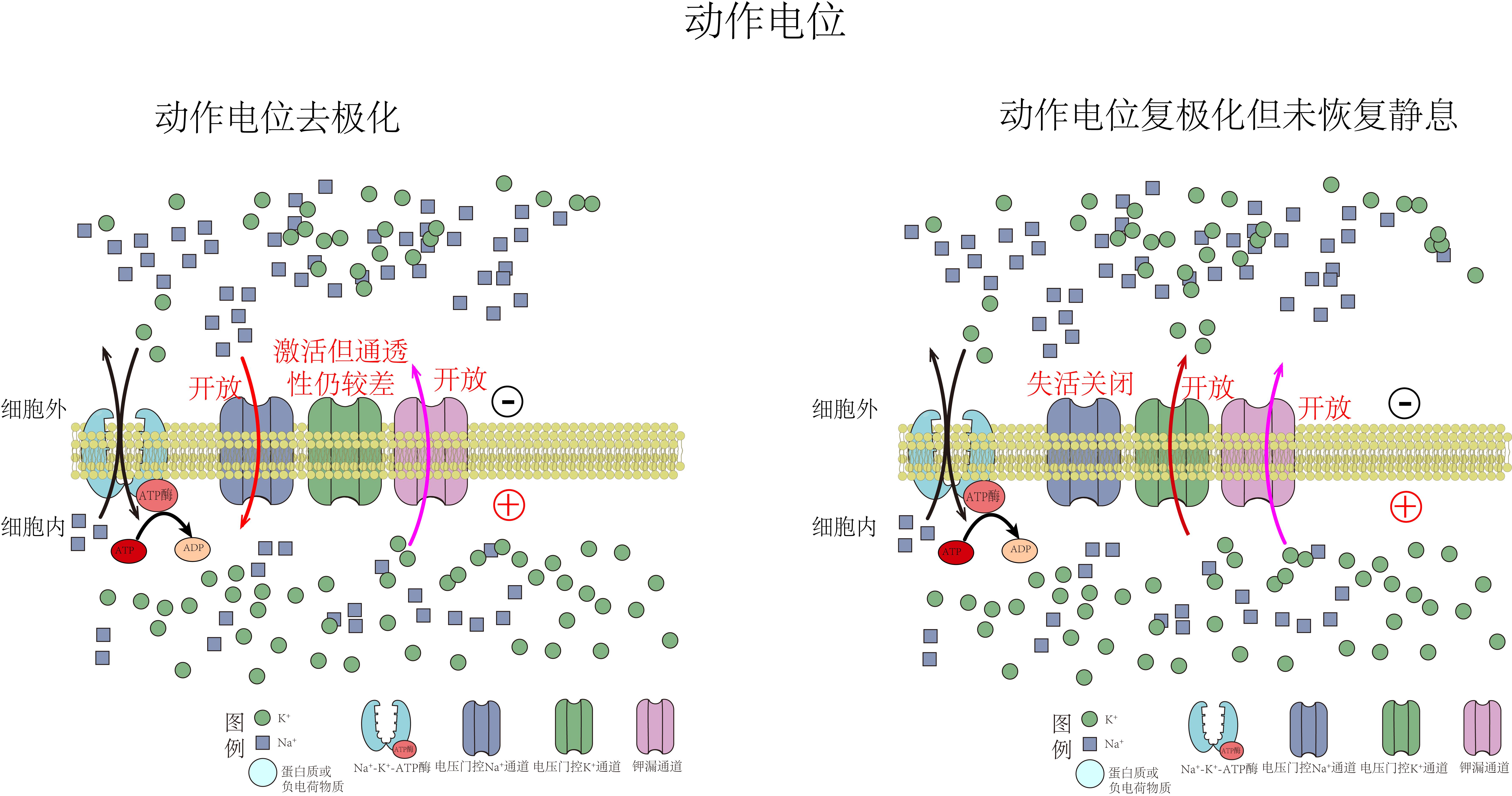 脐橙男孩 的想法: 静息电位与动作电位速记 | »钠钾泵是细胞膜上的重要离子泵，通过消耗ATP将3个Na+运出细胞，2个K+运入细… - 知乎