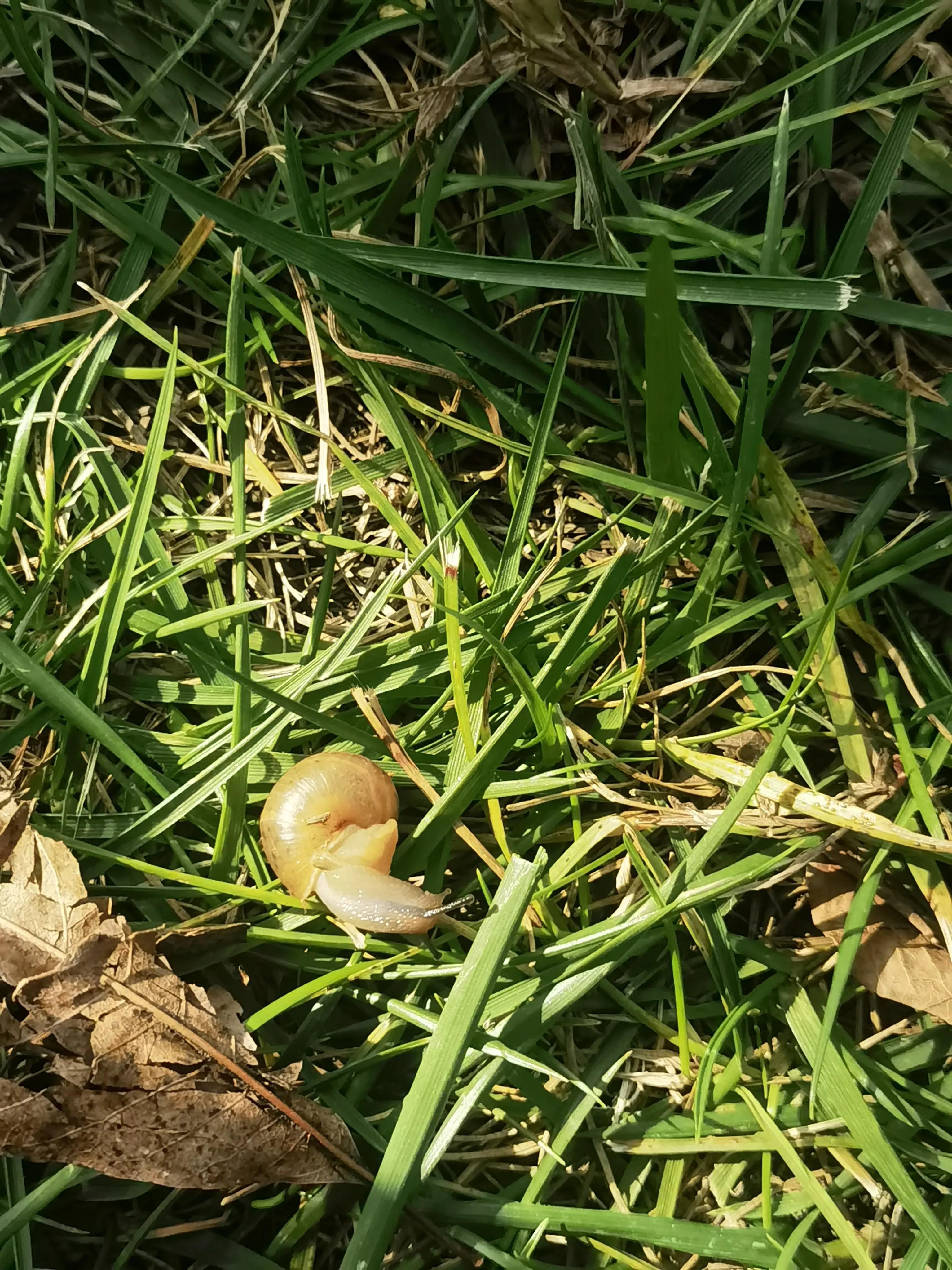 草地露营的人也多了起来,今天出去玩,躺在草地上,突然发现一只蜗牛