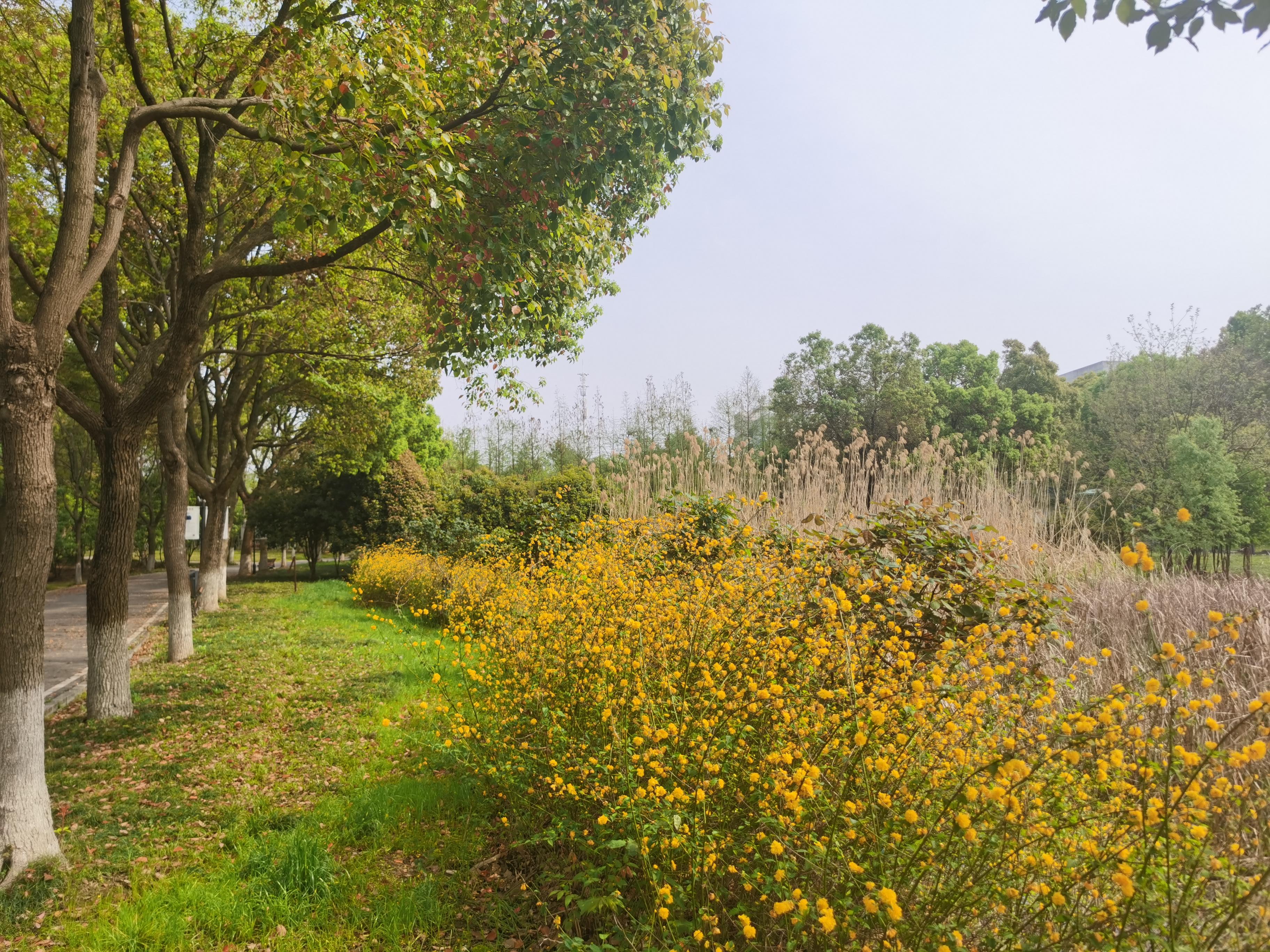 发现一个可踏青可看展的好去处,关键人还少,武汉汤