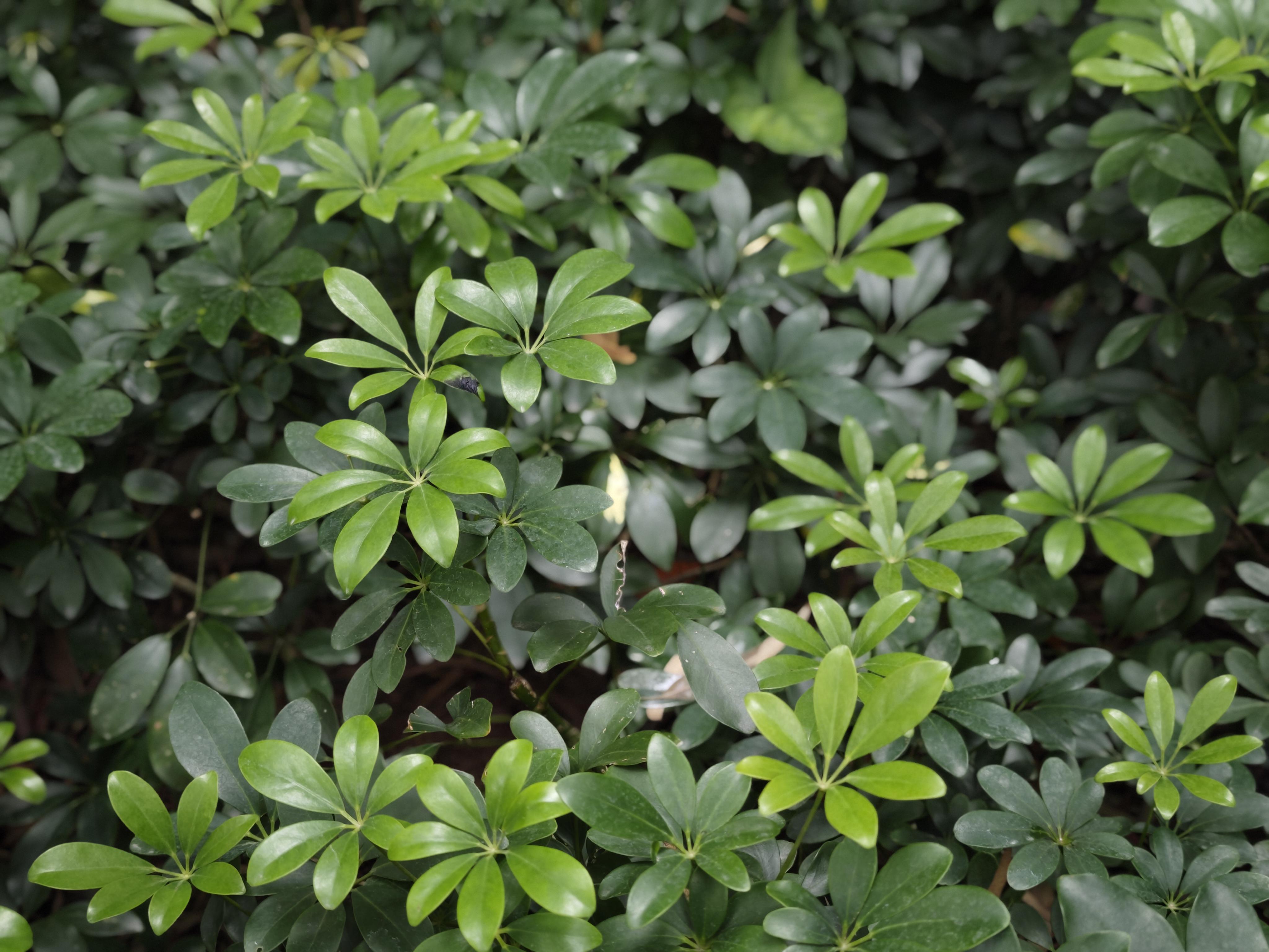 热爱这片土地 的想法: 植物记27*鸭掌木