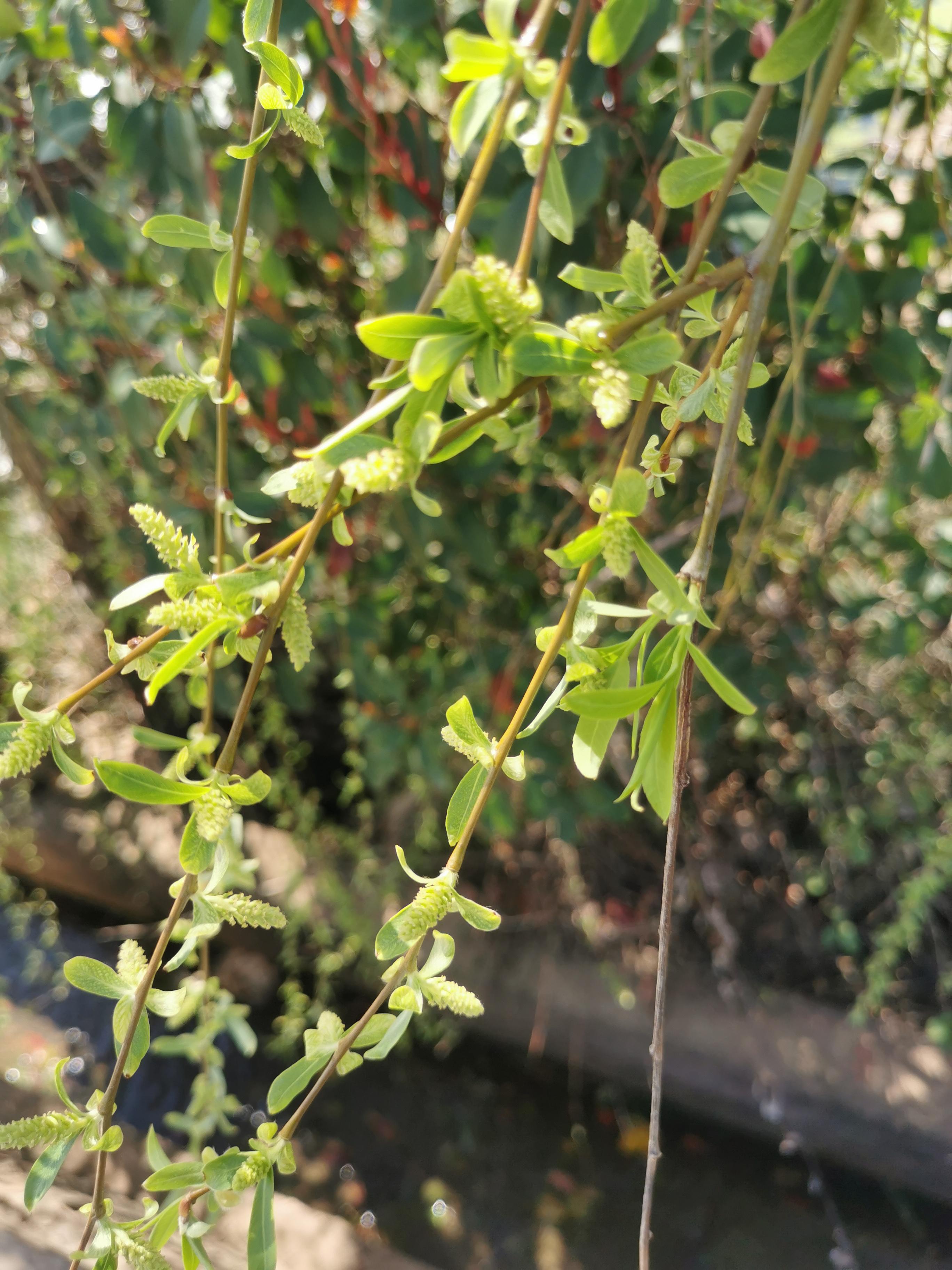 柳树带来了春天的气息