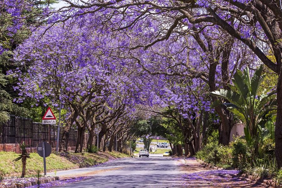 我在职场 的想法: 南非约翰内斯堡蓝花楹盛开 | 当地时间2023年11月5