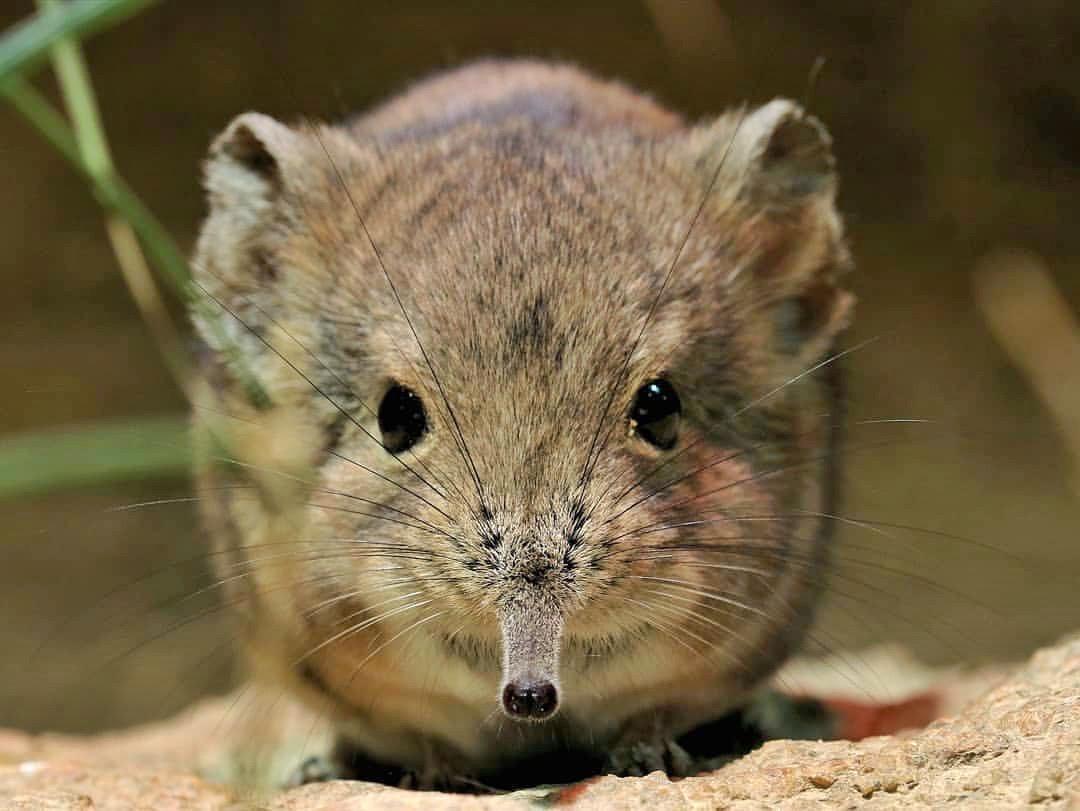 当代合弓纲图鉴〕——圆耳象鼩macroscelides proboscideus