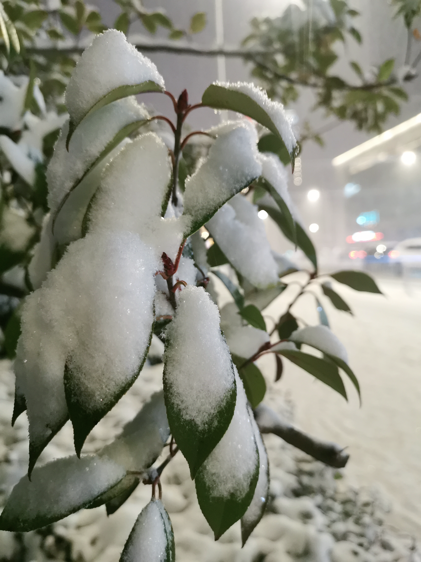 大雪唯美图片大全清新图片