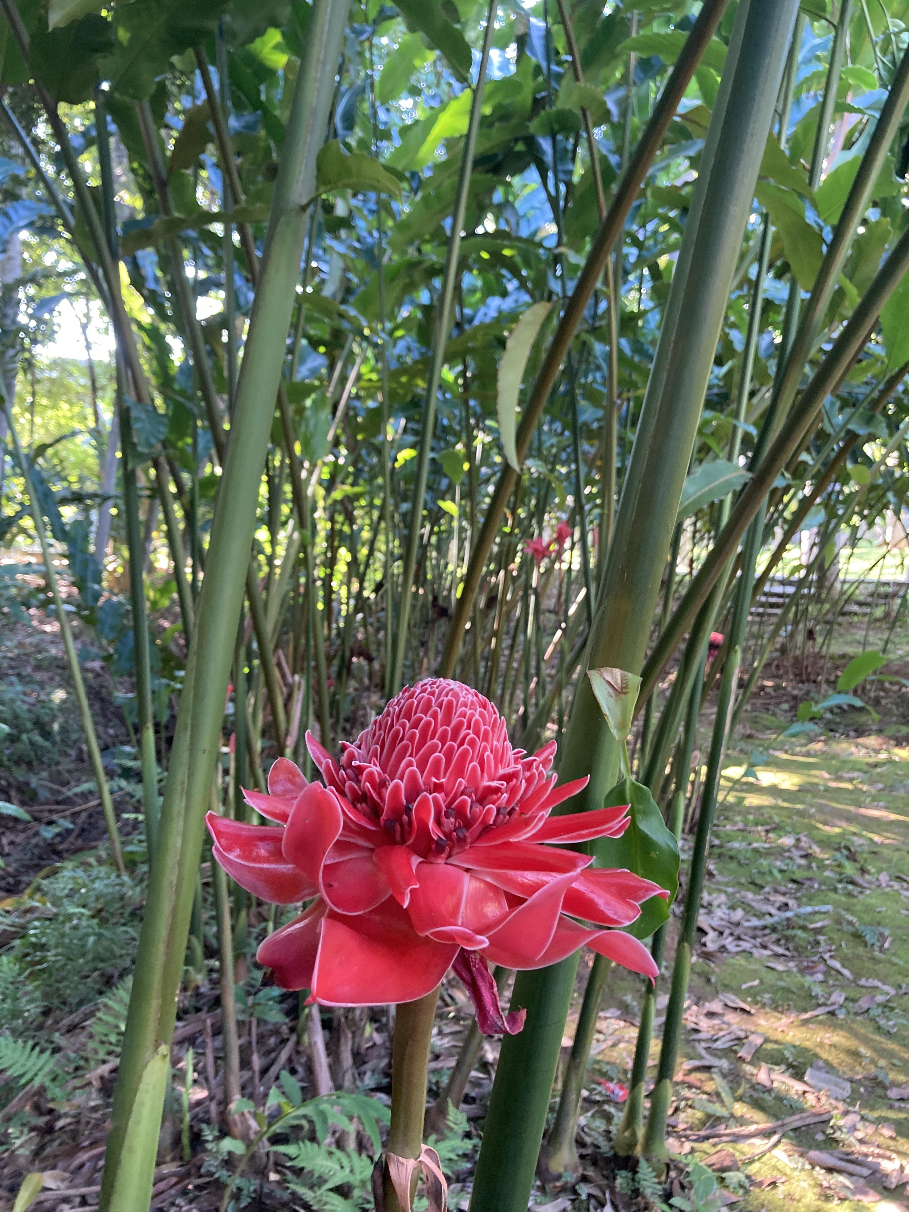 景洪热带花卉园图片