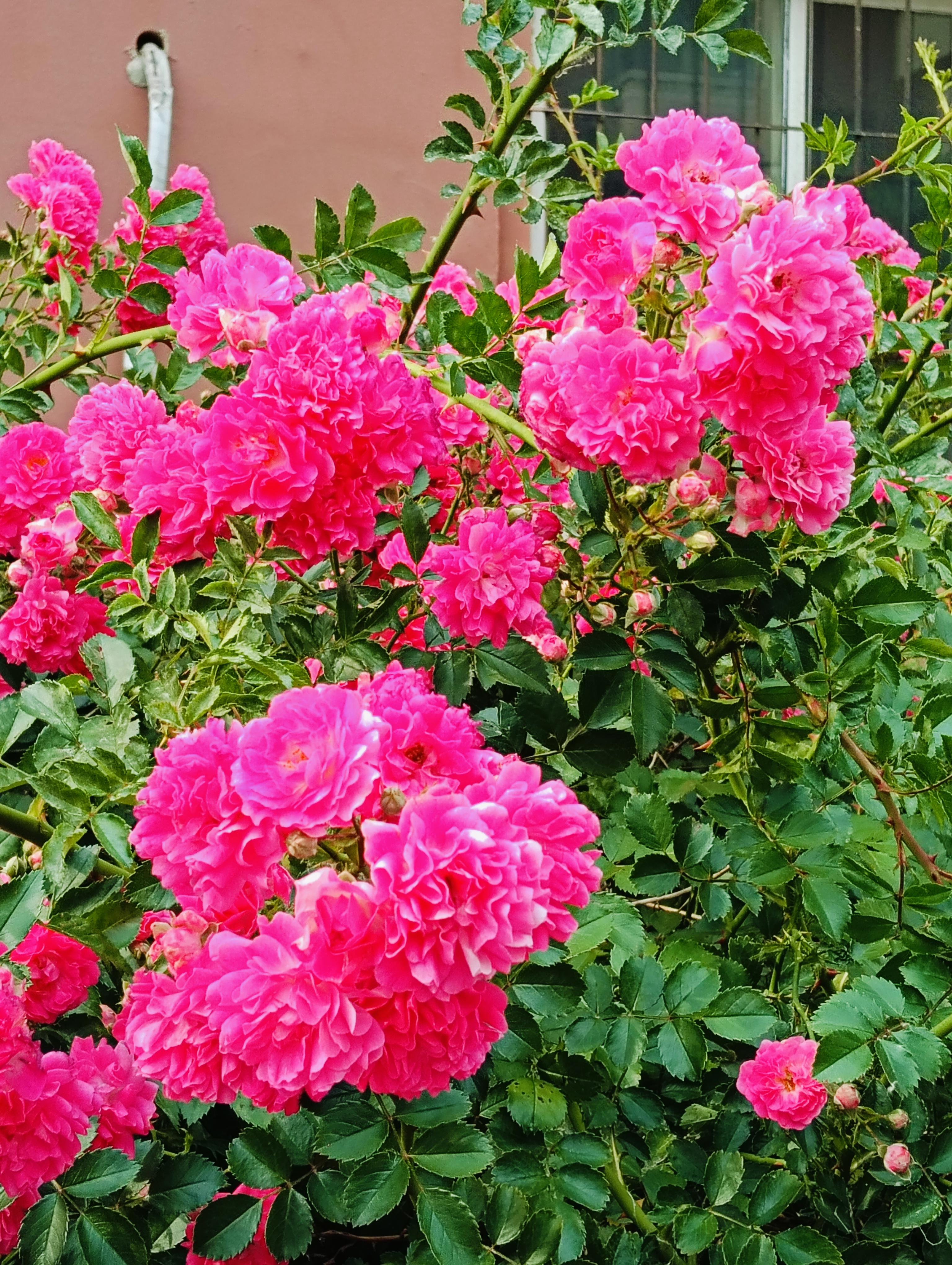 雨中梧桐 的想法: 艳丽的蔷薇花