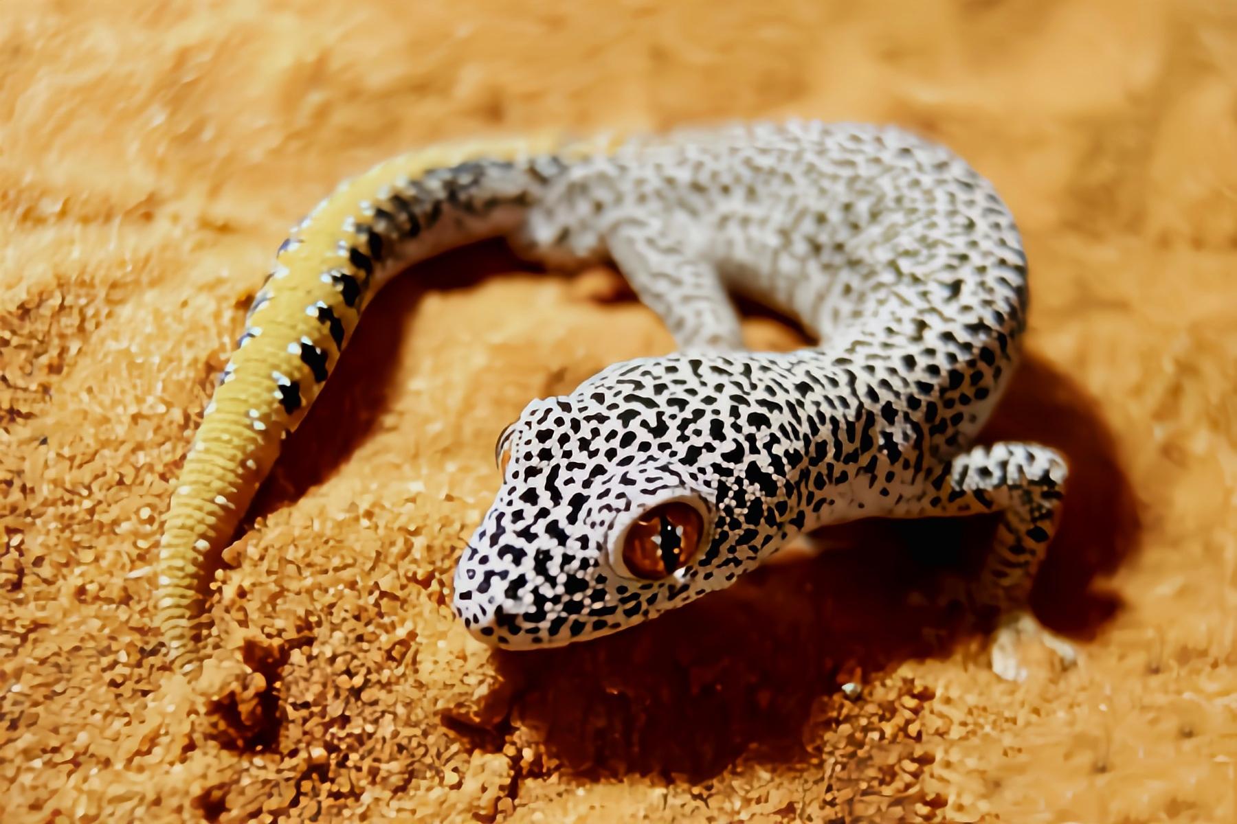 带尾澳虎南部金尾守宫原产于澳大利亚昆士兰及新南威尔士共3个亚种