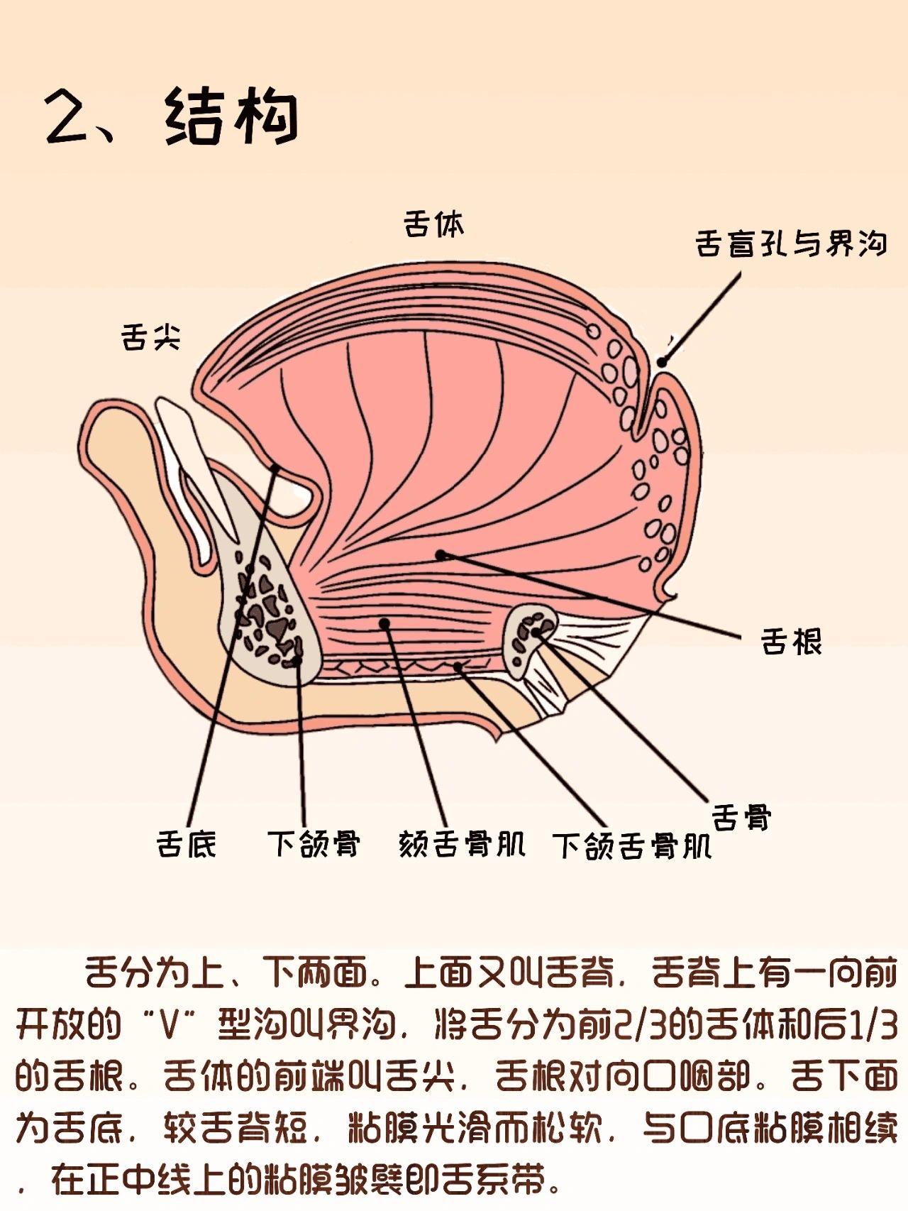 舌头的构造图片及名称图片